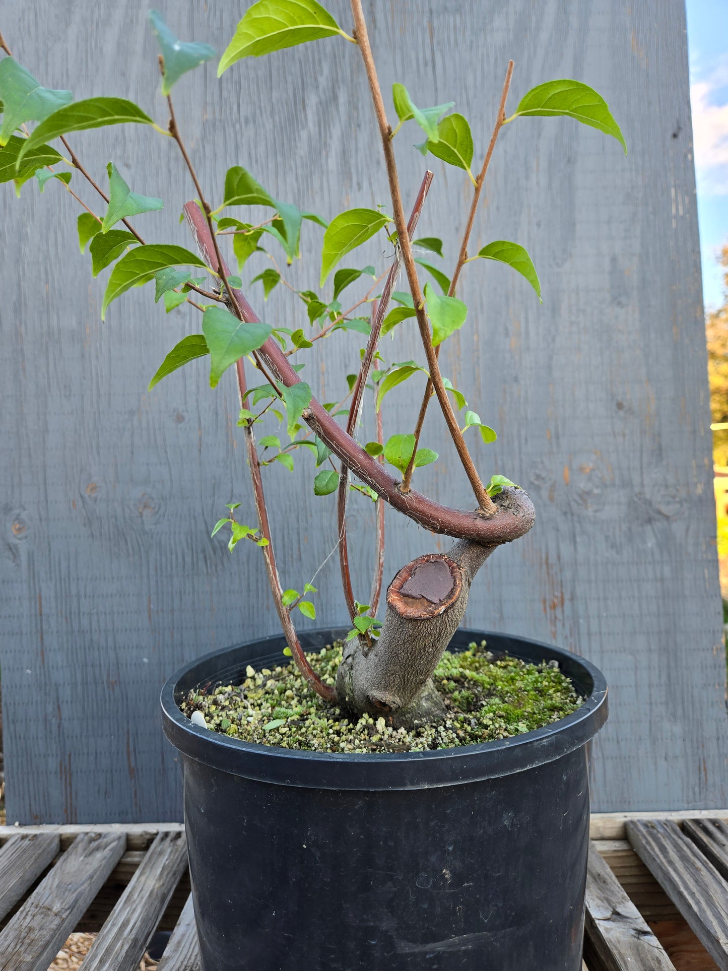 Field grown Formosan Styrax, AutForm 25