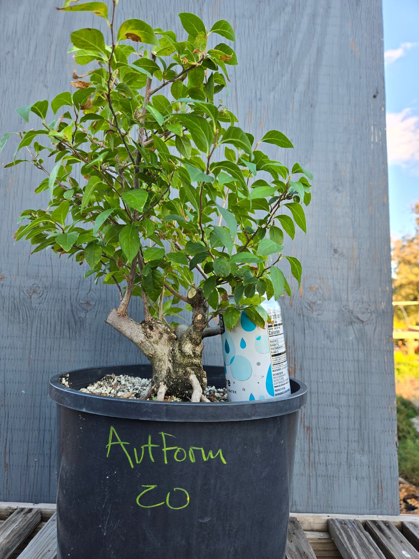 Field grown Formosan Styrax, AutForm20