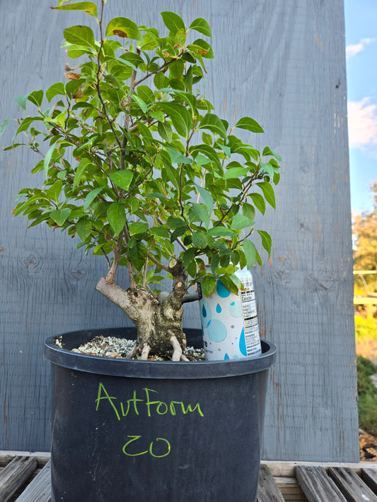 Field grown Formosan Styrax, AutForm20
