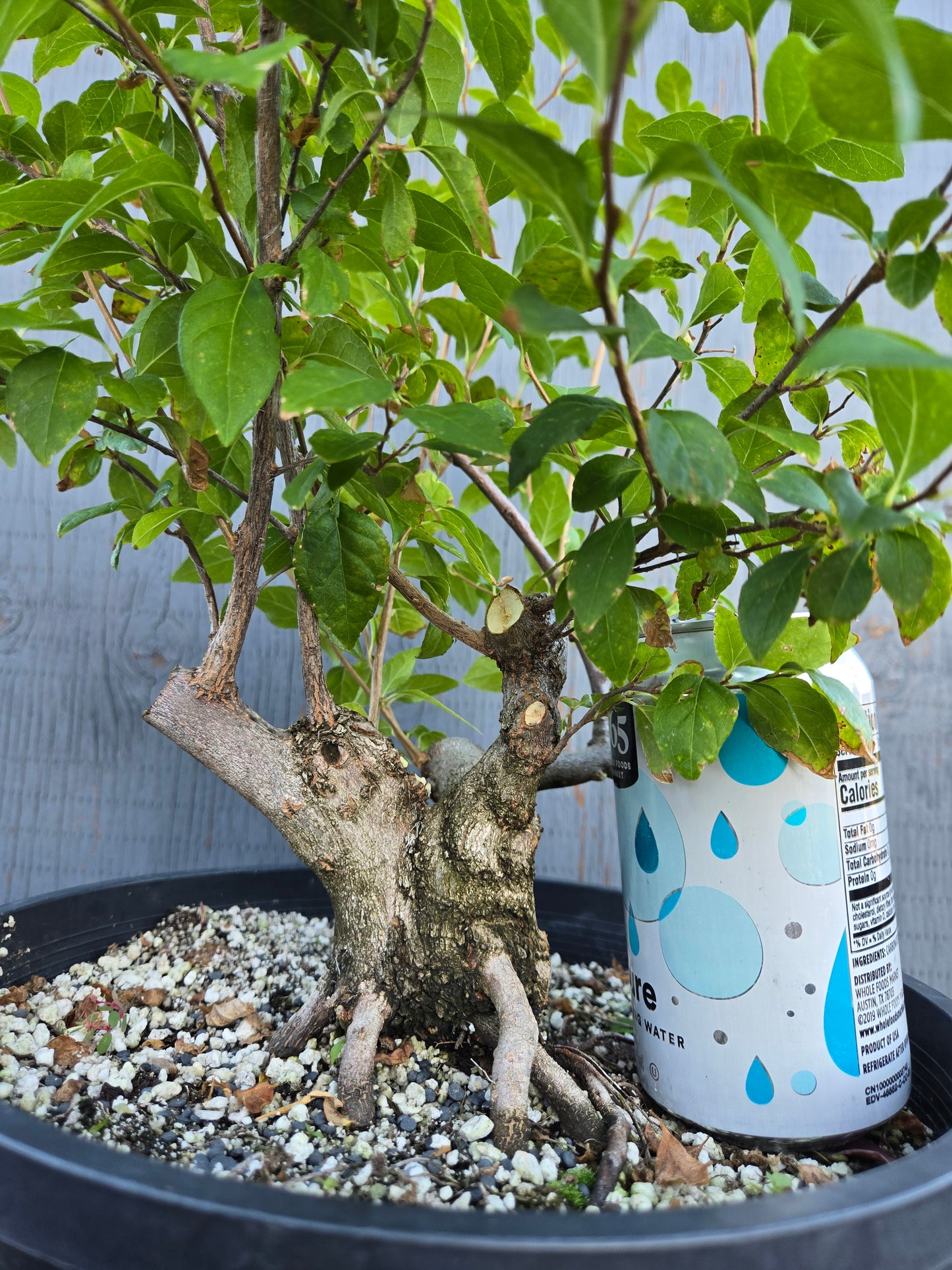 Field grown Formosan Styrax, AutForm20