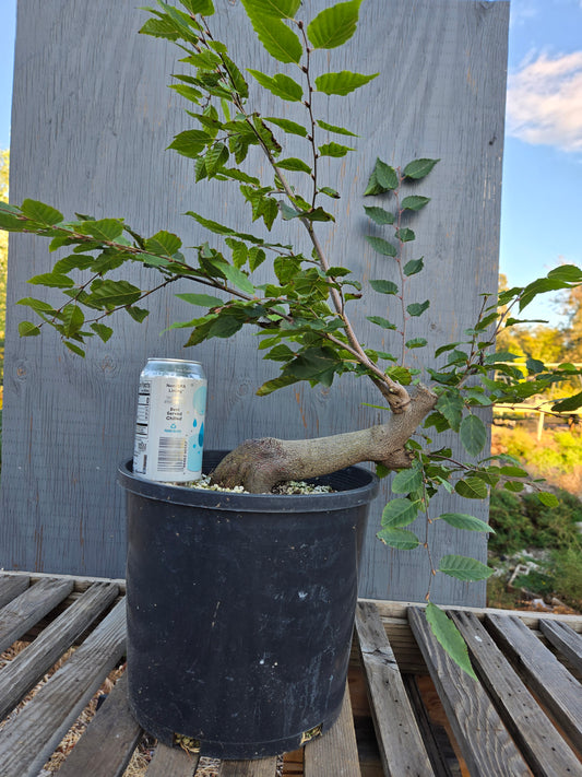 Carpinus laxiflora, Loose Flower Hornbeam
