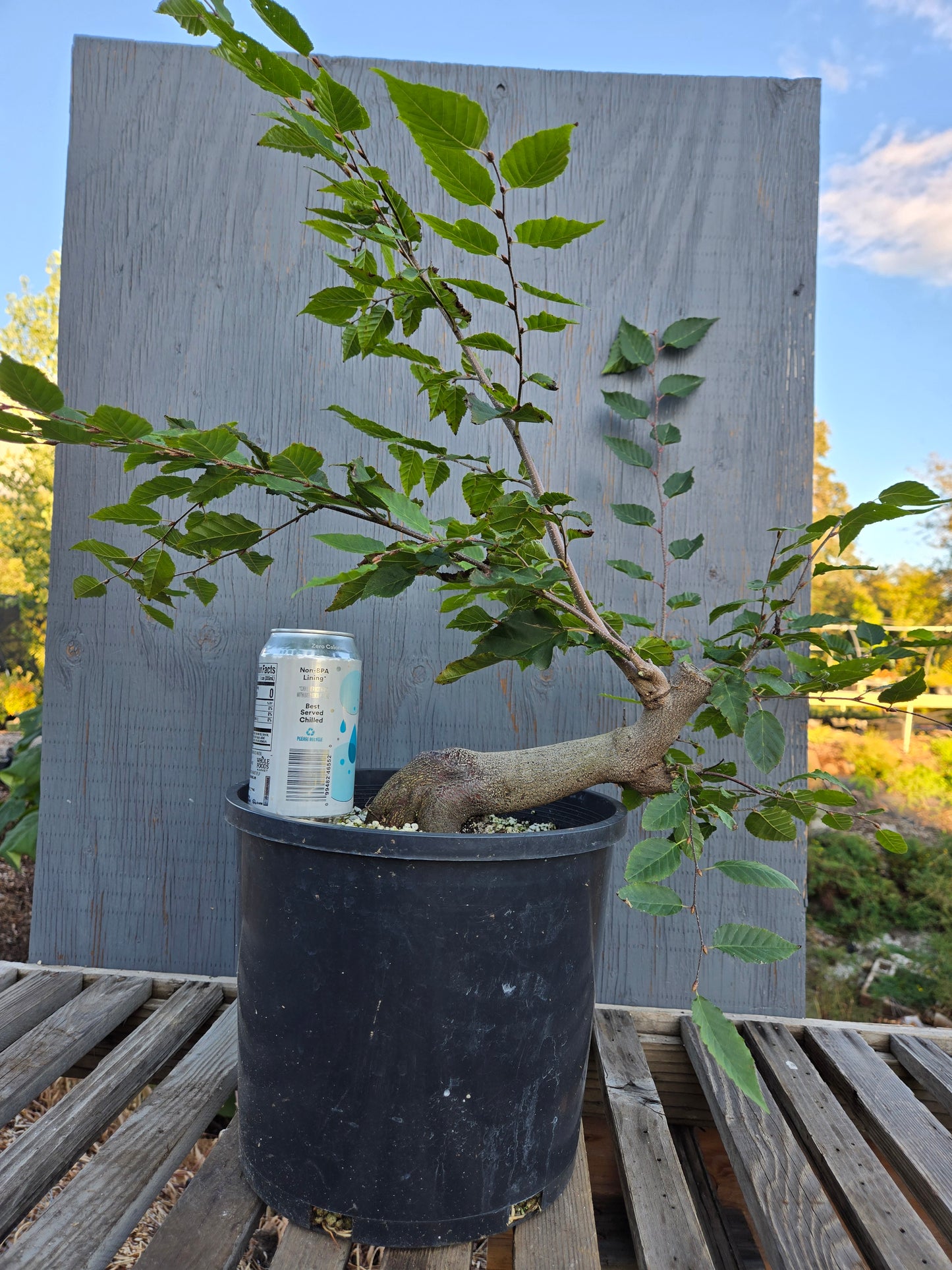 Carpinus laxiflora, Loose Flower Hornbeam