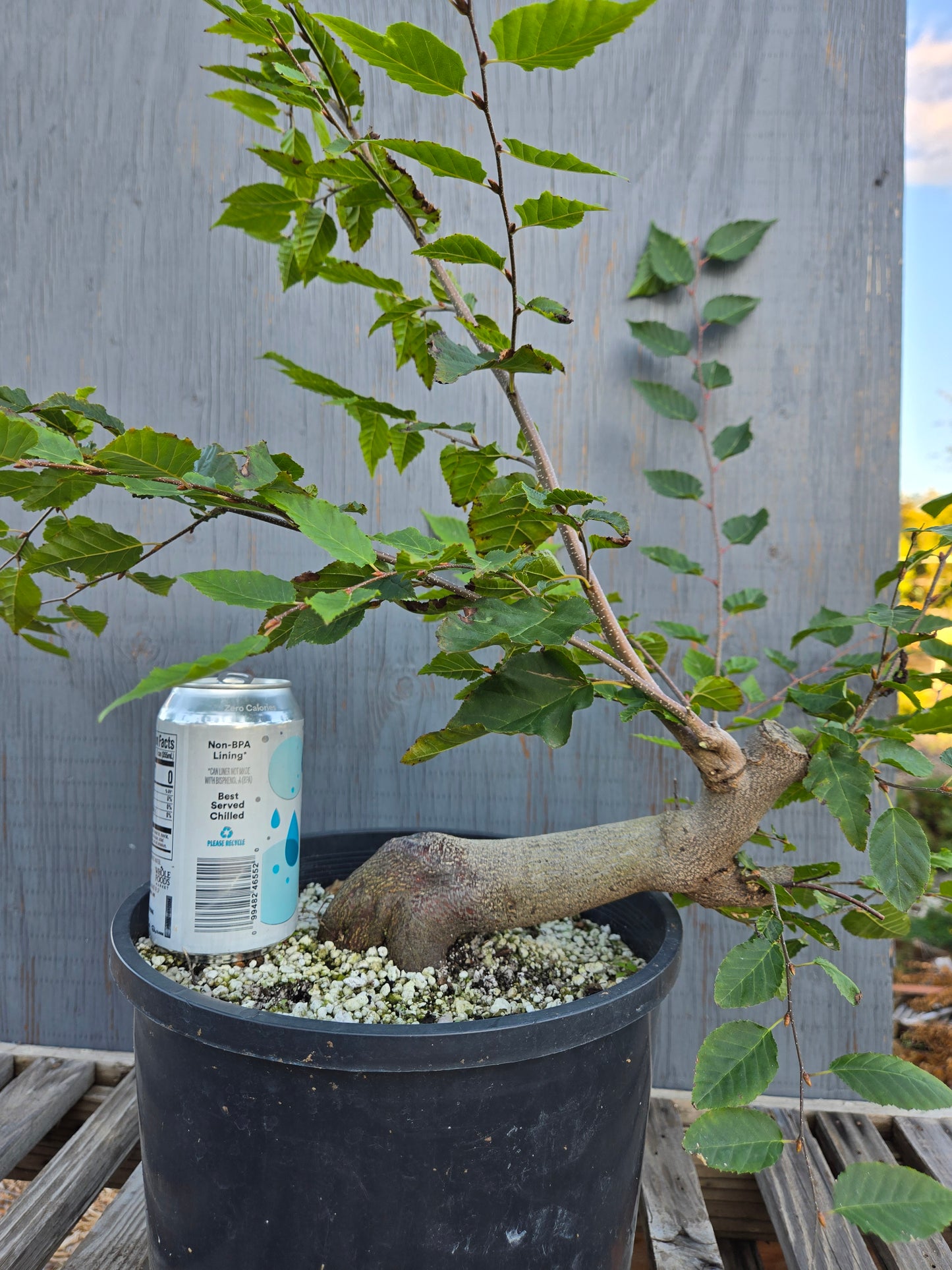 Carpinus laxiflora, Loose Flower Hornbeam