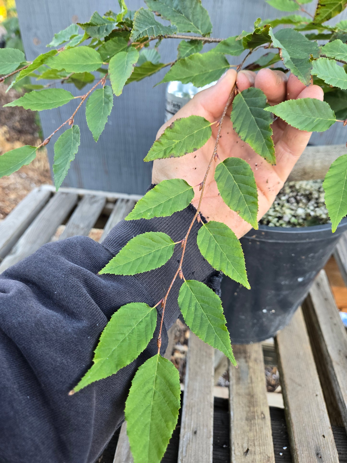 Carpinus laxiflora, Loose Flower Hornbeam