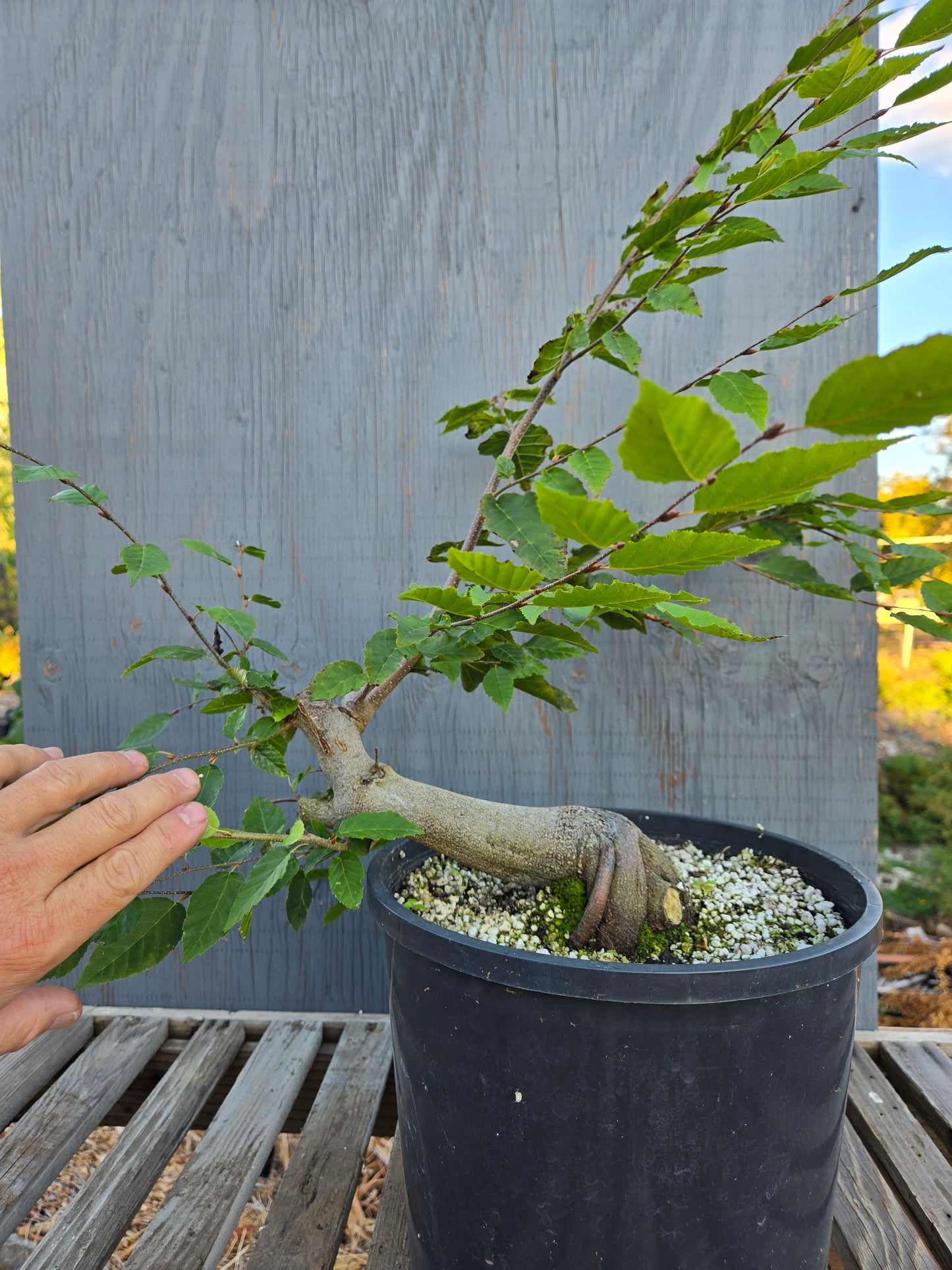 Carpinus laxiflora, Loose Flower Hornbeam