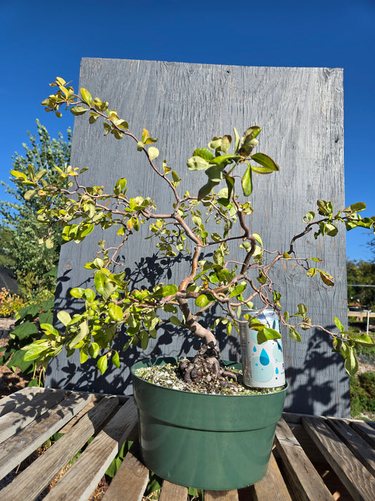 Contorted Quince 'Pink/Red'