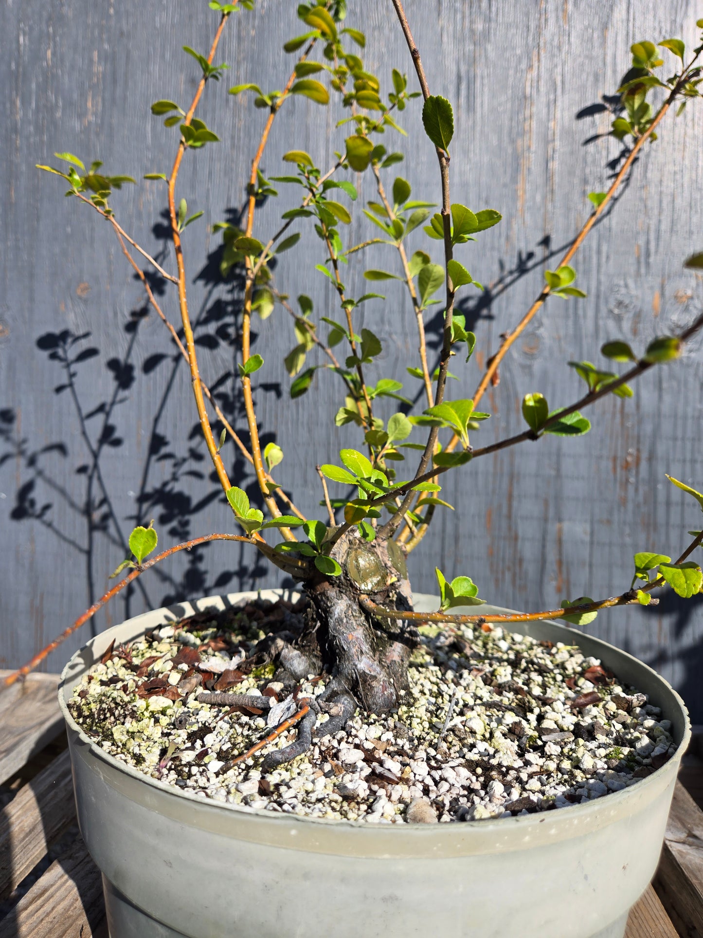 Japanese Quince, Chaenomeles japonica, 'Hime'