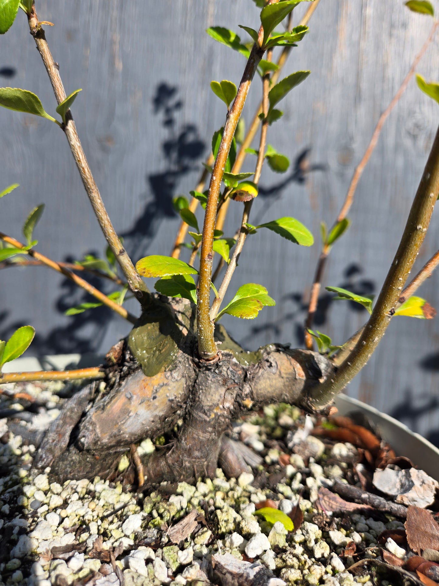 Japanese Quince, Chaenomeles japonica, 'Hime'