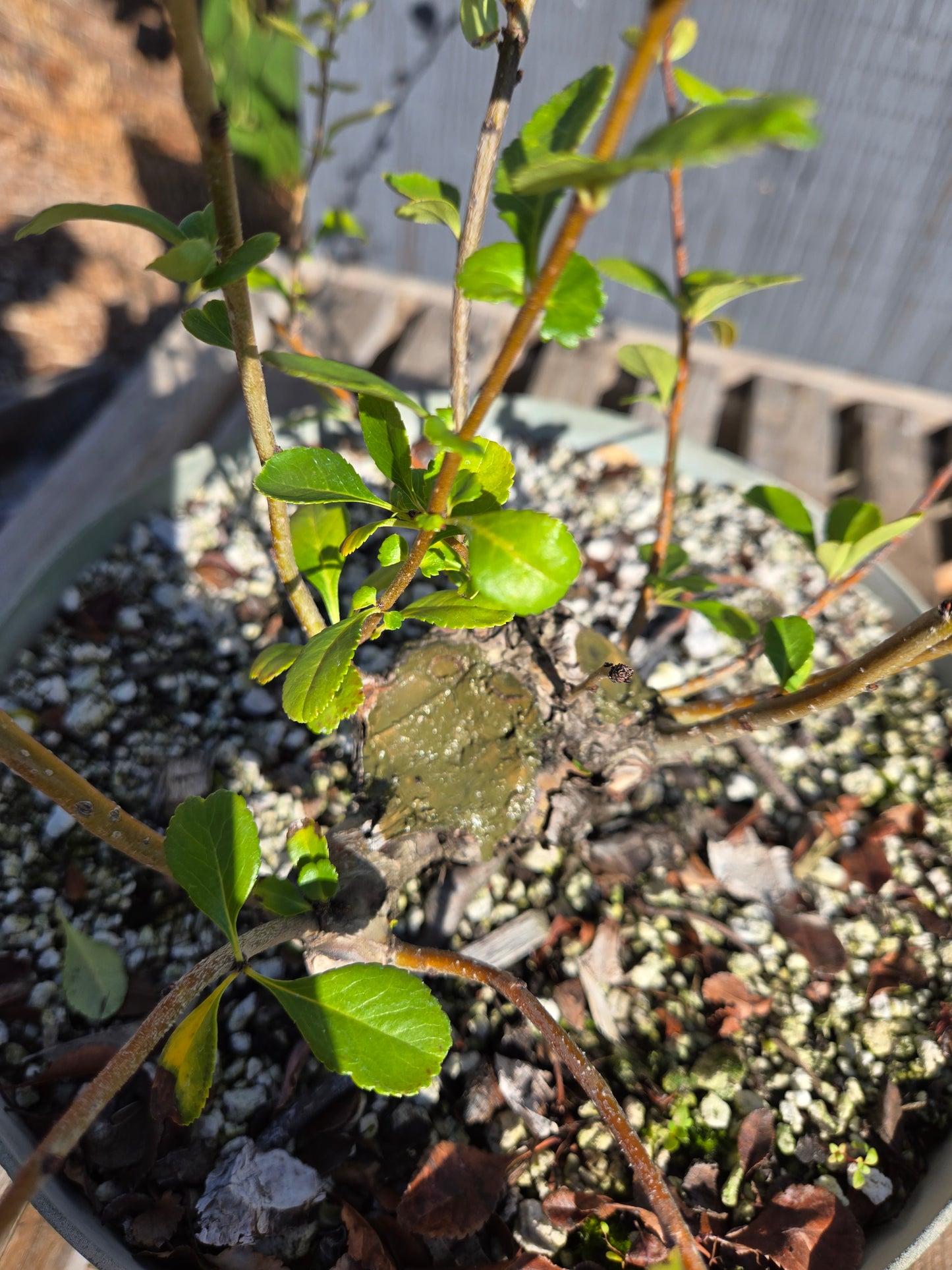 Japanese Quince, Chaenomeles japonica, 'Hime'