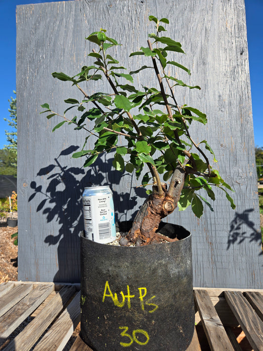 Chinese Quince, Pseudocydonia sinensis, AutPs30
