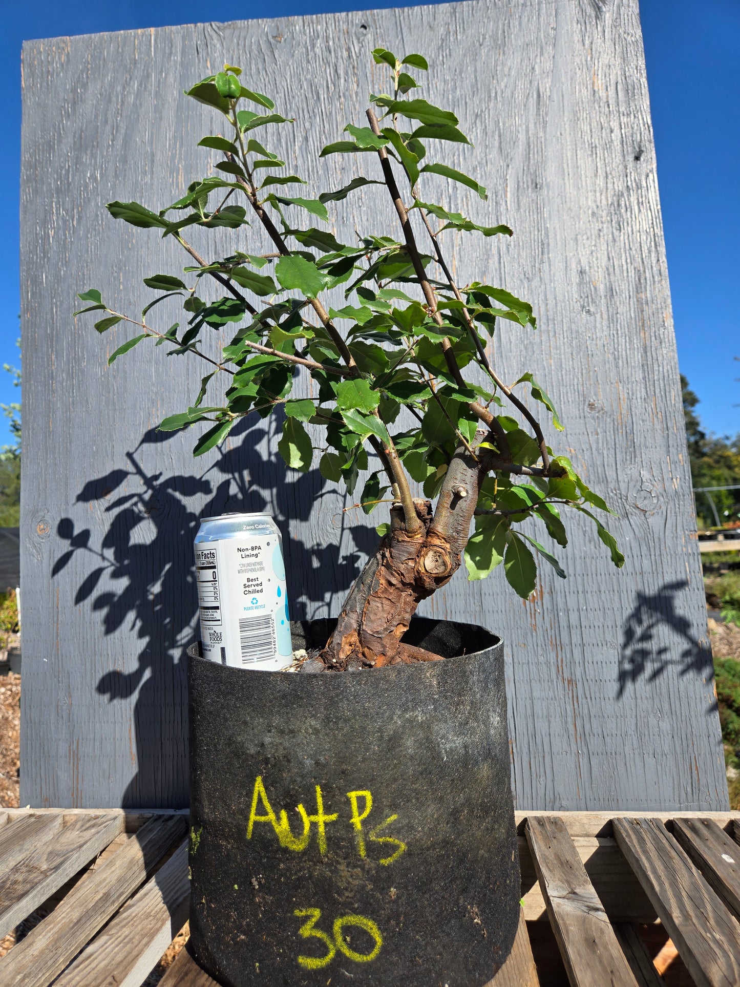 Chinese Quince, Pseudocydonia sinensis, AutPs30