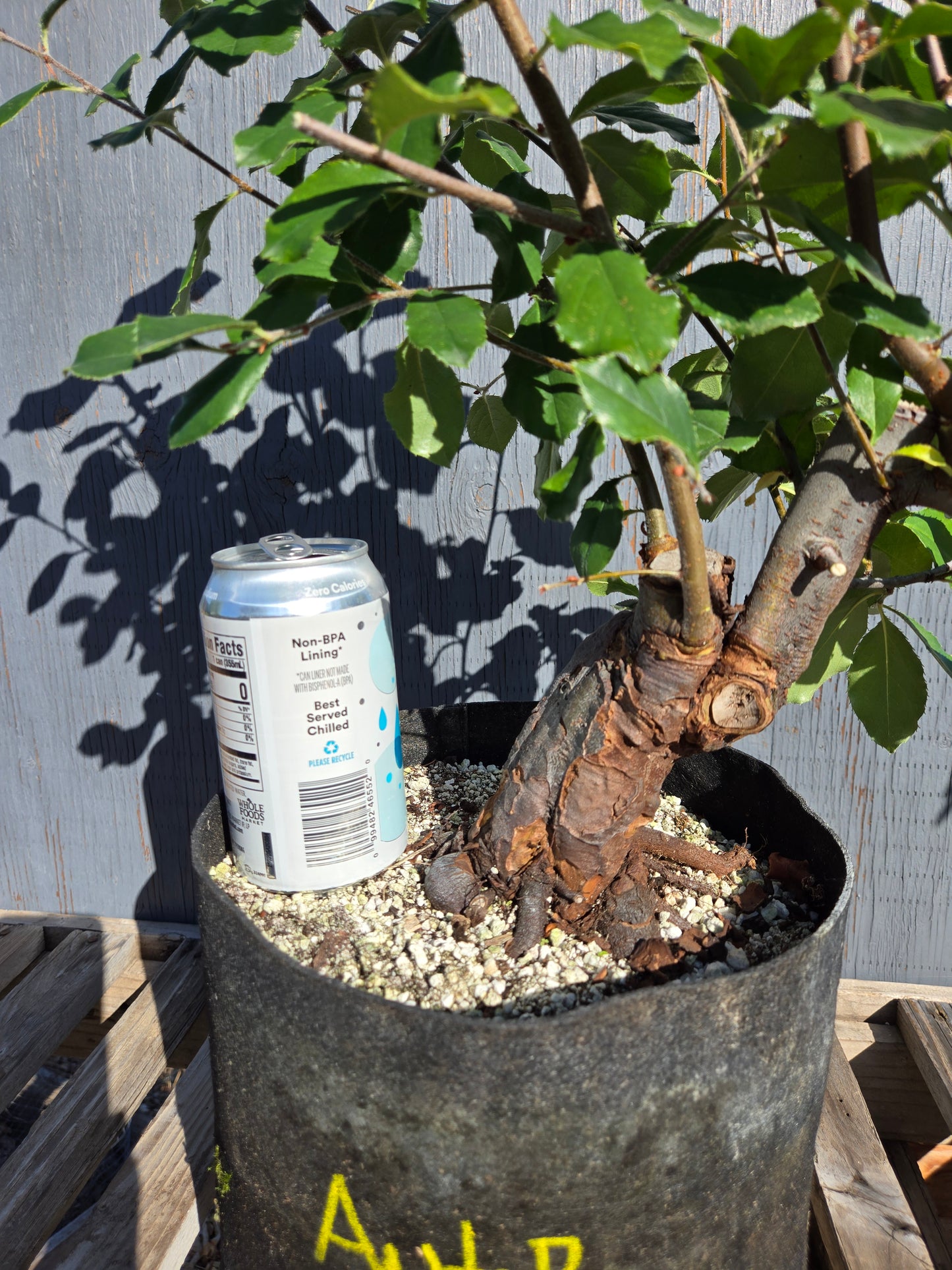 Chinese Quince, Pseudocydonia sinensis, AutPs30