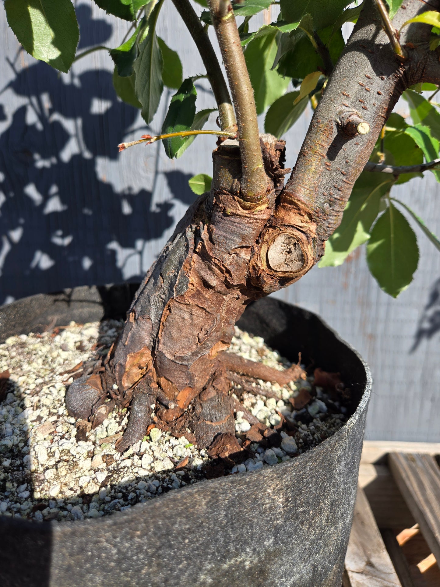 Chinese Quince, Pseudocydonia sinensis, AutPs30