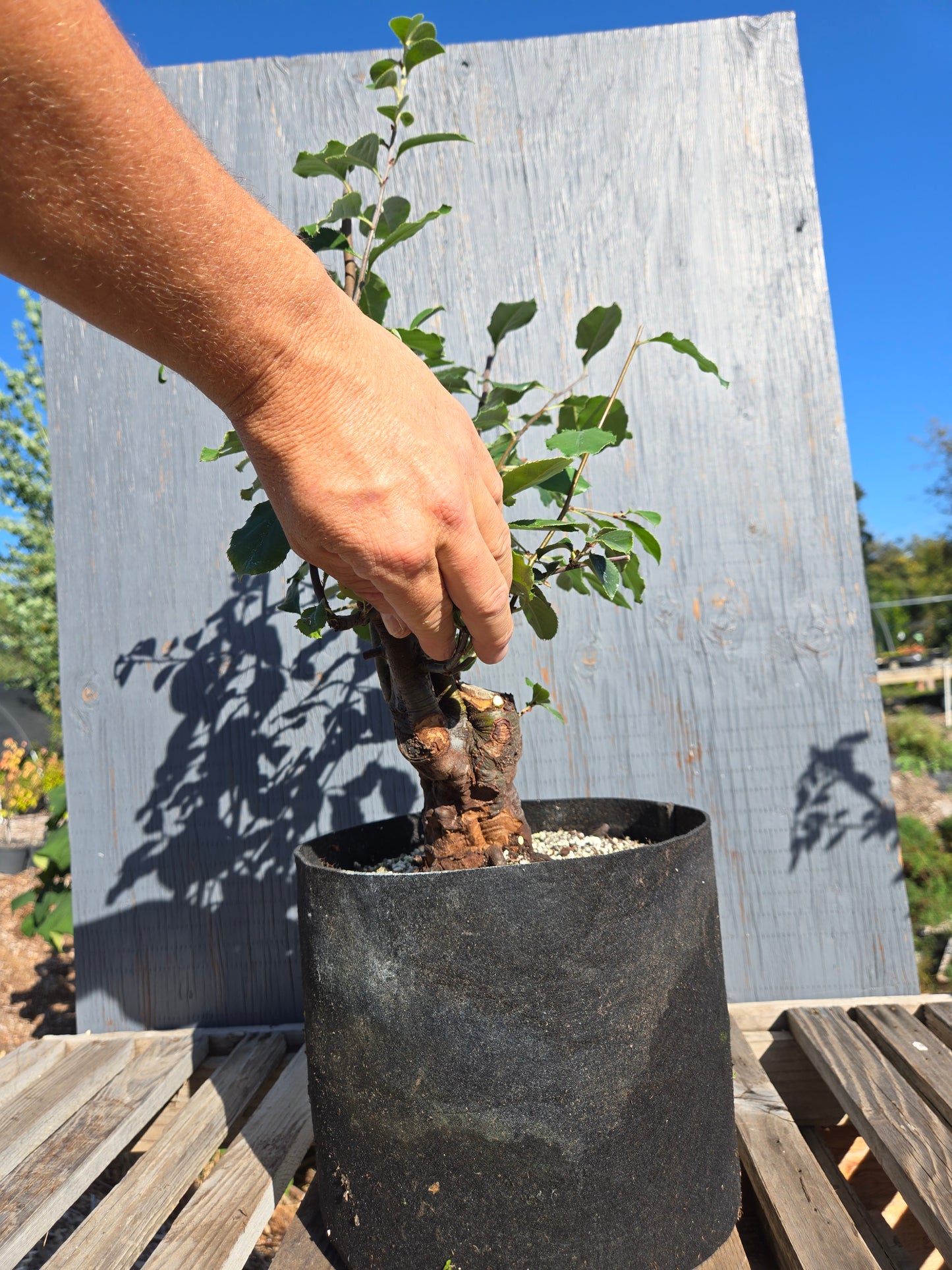 Chinese Quince, Pseudocydonia sinensis, AutPs30