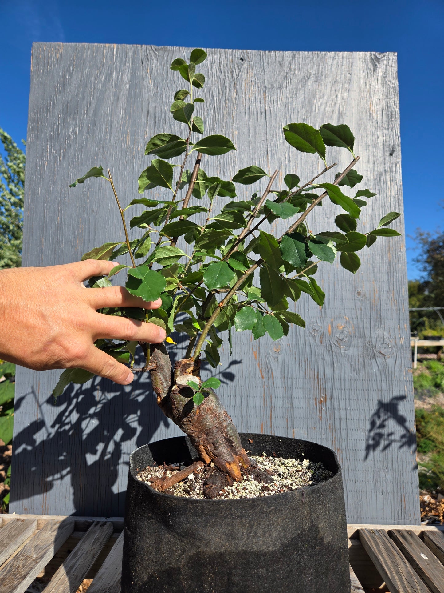 Chinese Quince, Pseudocydonia sinensis, AutPs30