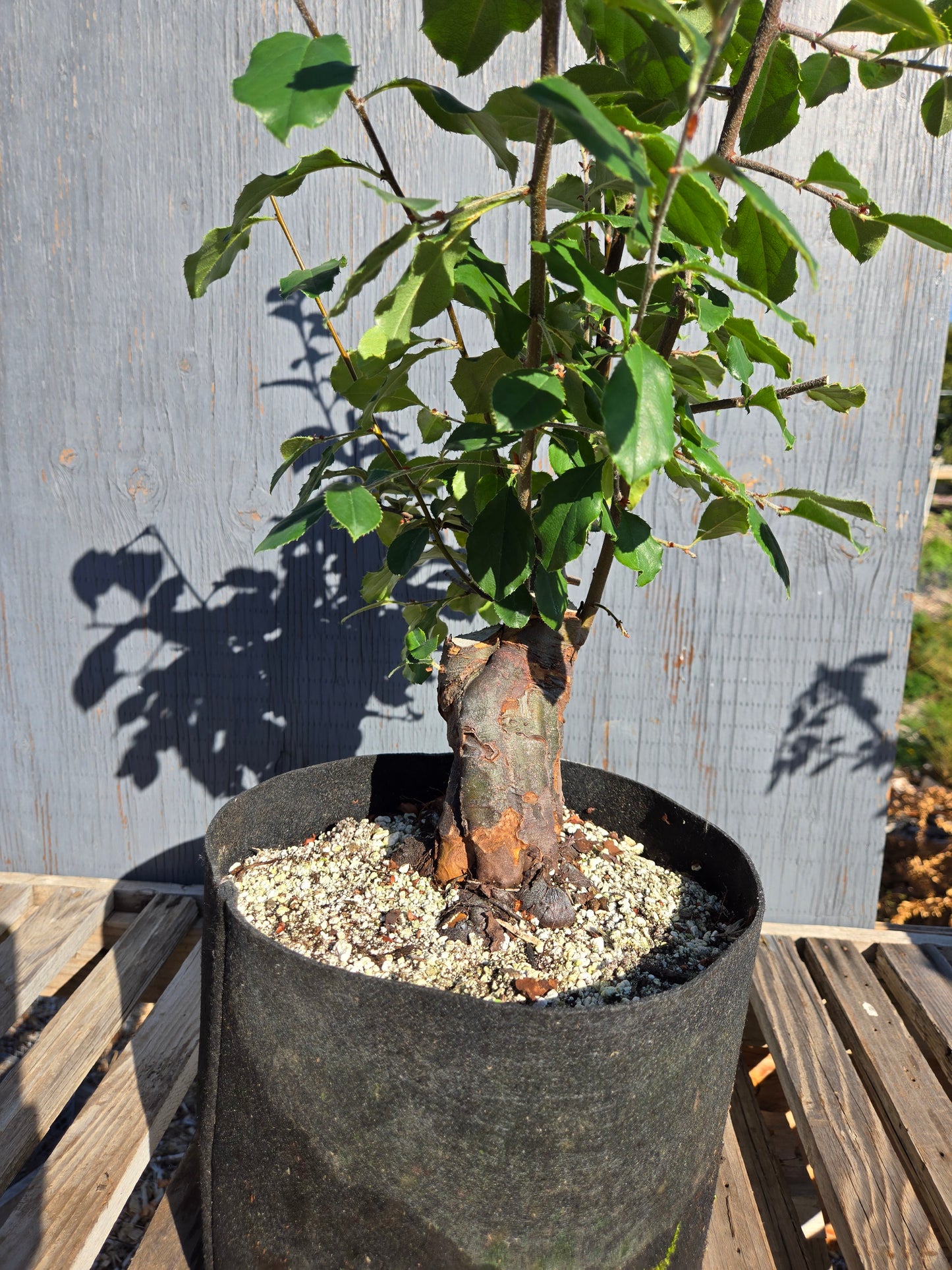 Chinese Quince, Pseudocydonia sinensis, AutPs30