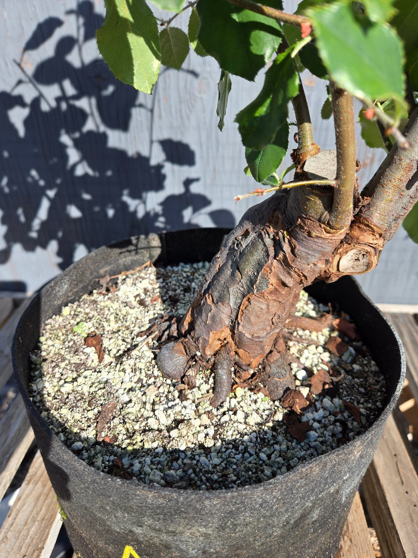 Chinese Quince, Pseudocydonia sinensis, AutPs30