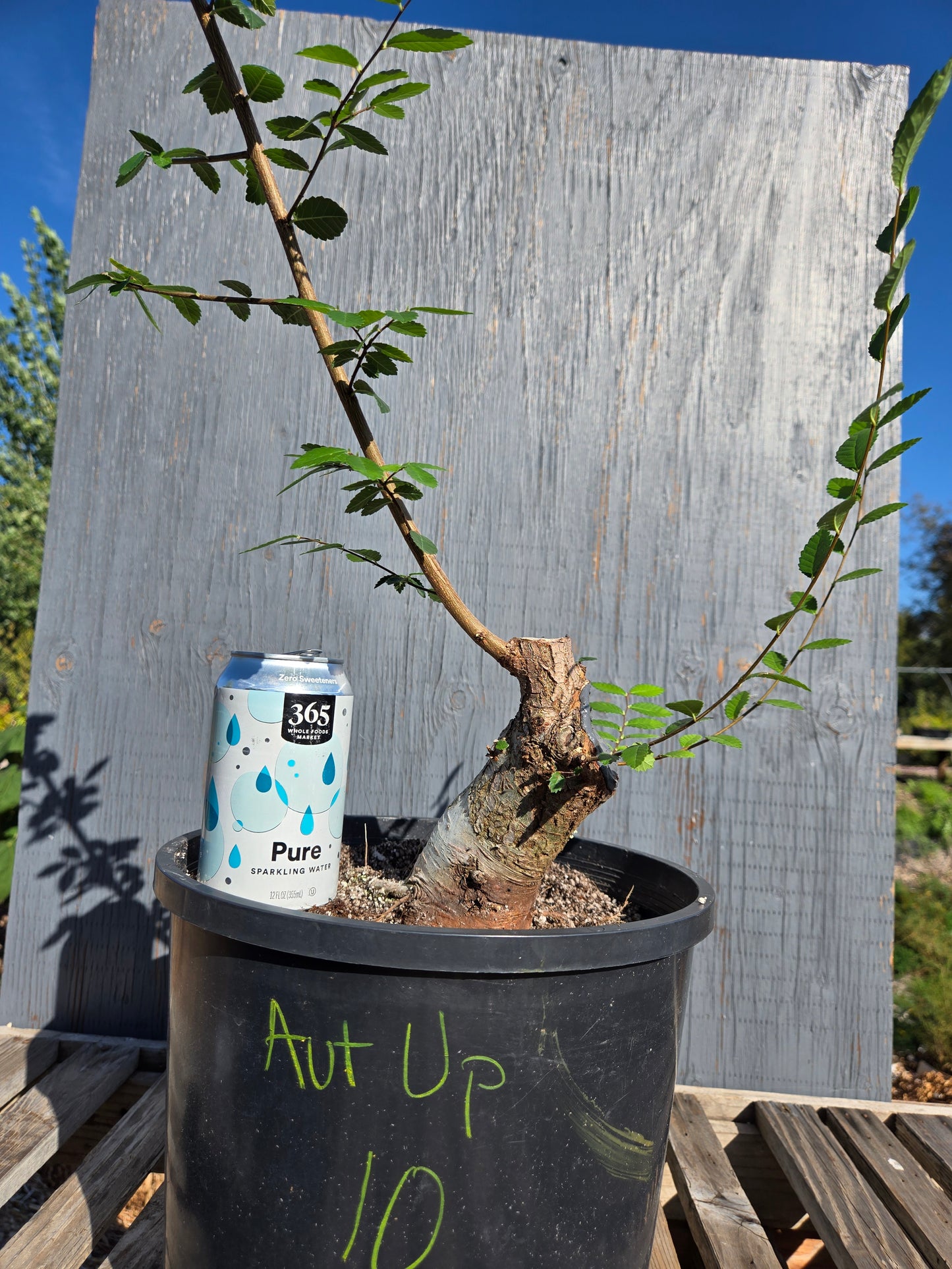 Chinese Elm, Ulmus parvifolia, AutUp10