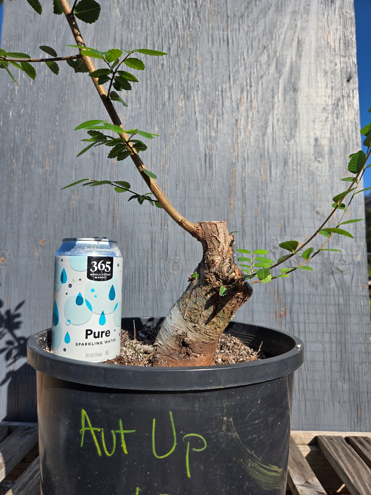 Chinese Elm, Ulmus parvifolia, AutUp10