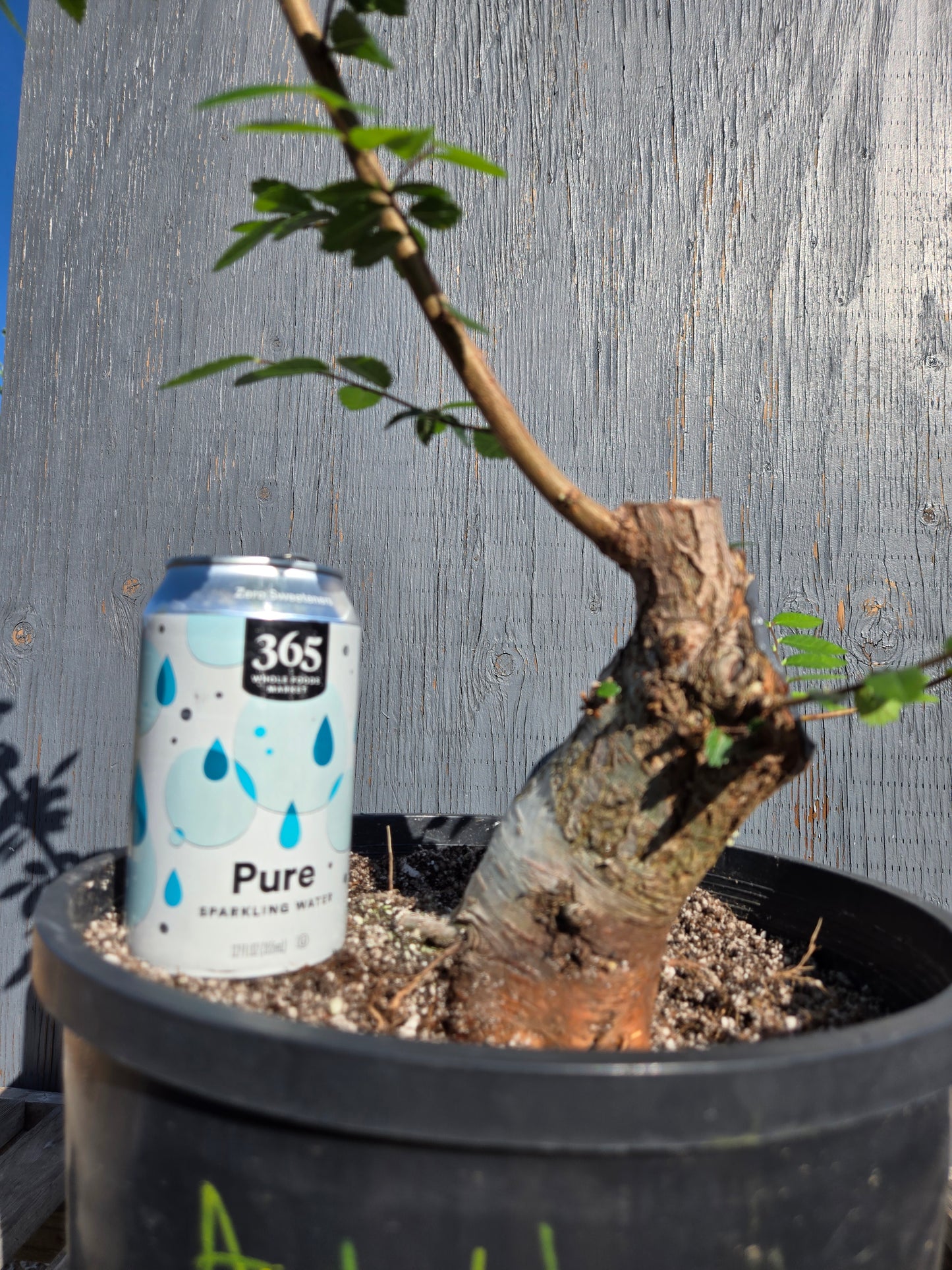 Chinese Elm, Ulmus parvifolia, AutUp10