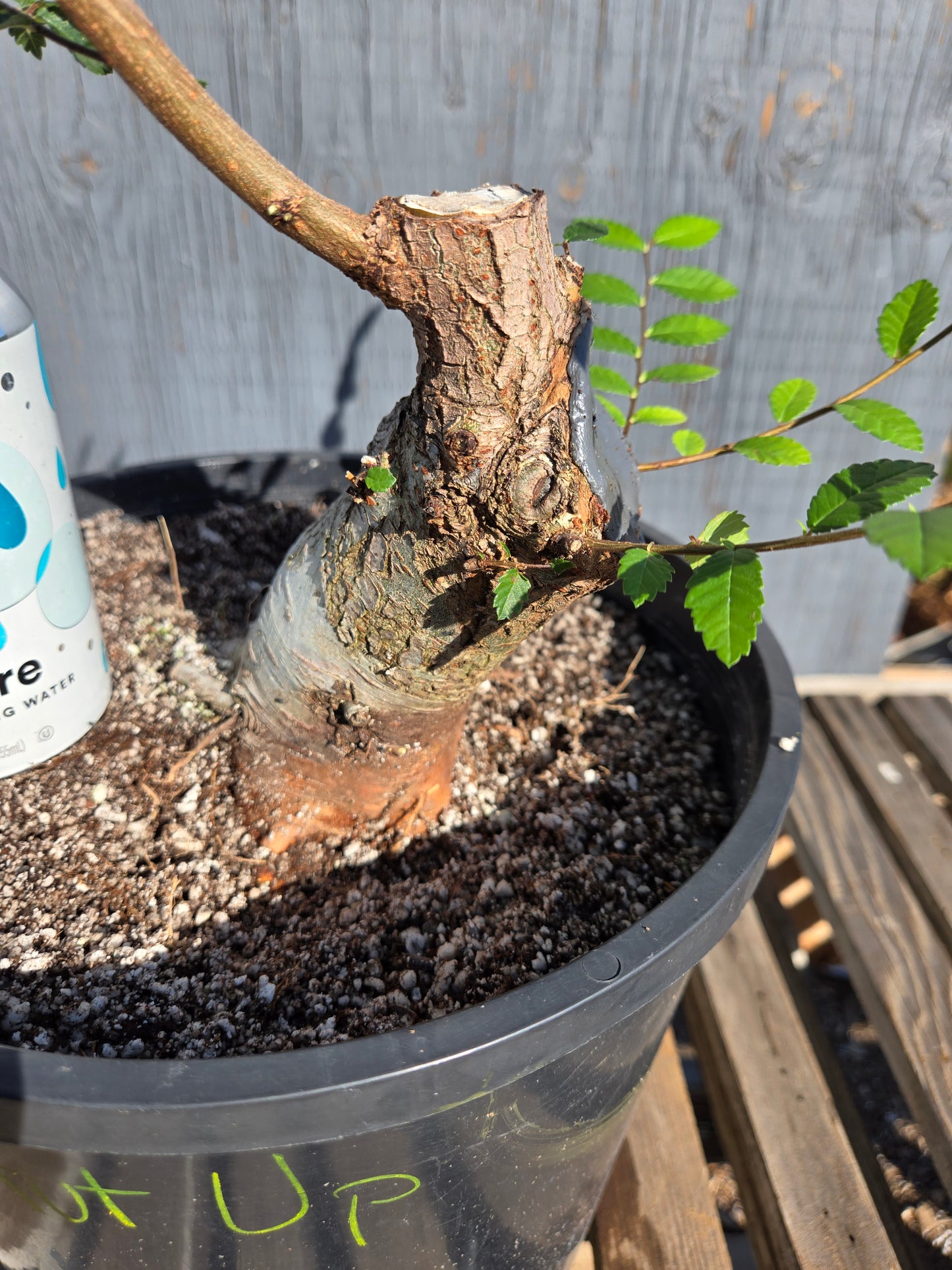Chinese Elm, Ulmus parvifolia, AutUp10