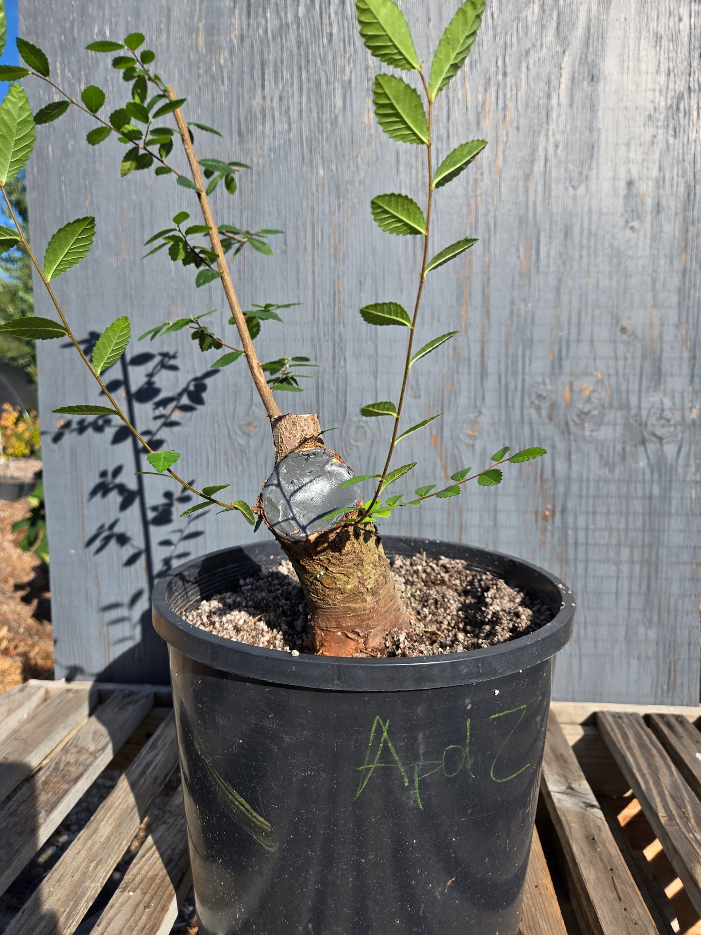 Chinese Elm, Ulmus parvifolia, AutUp10