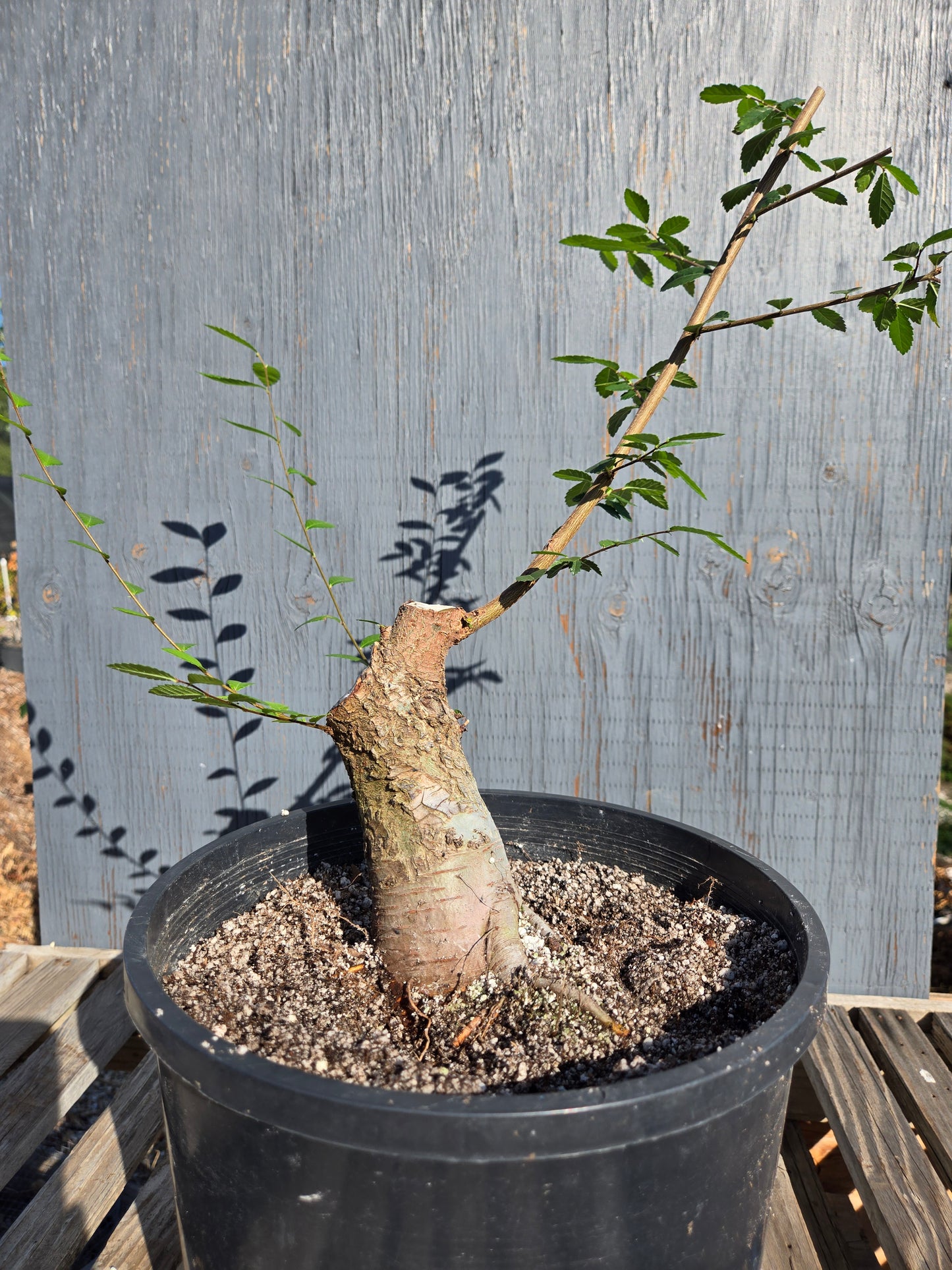 Chinese Elm, Ulmus parvifolia, AutUp10