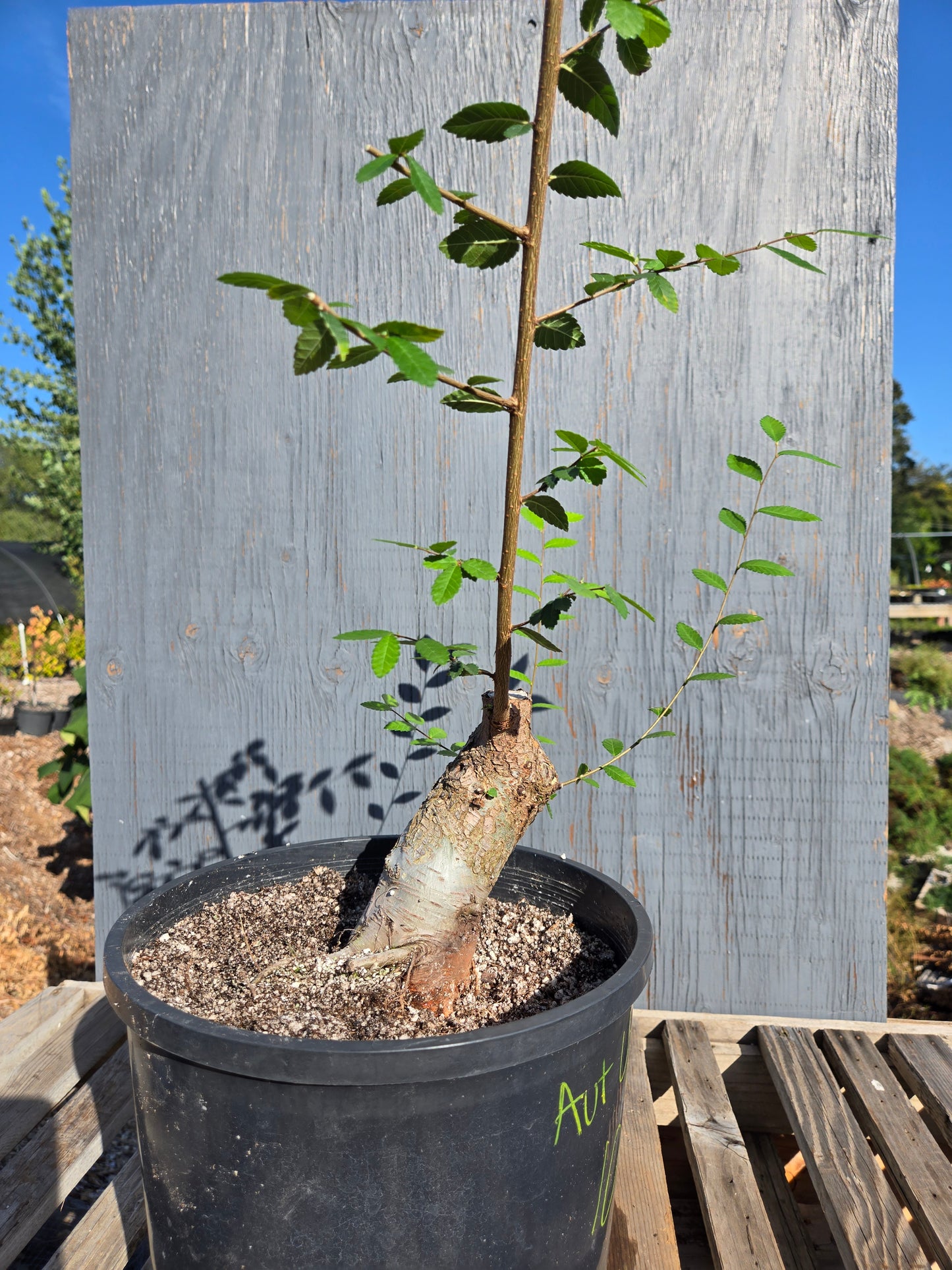 Chinese Elm, Ulmus parvifolia, AutUp10