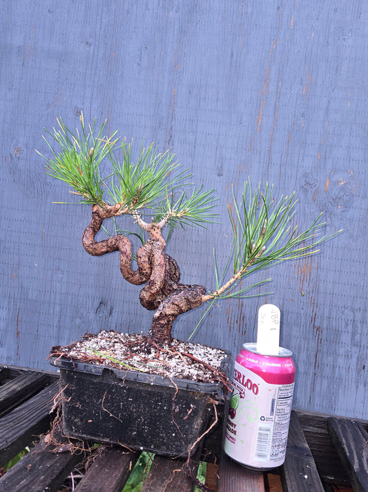 Japanese Black Pine 'Mikawa' JBP1