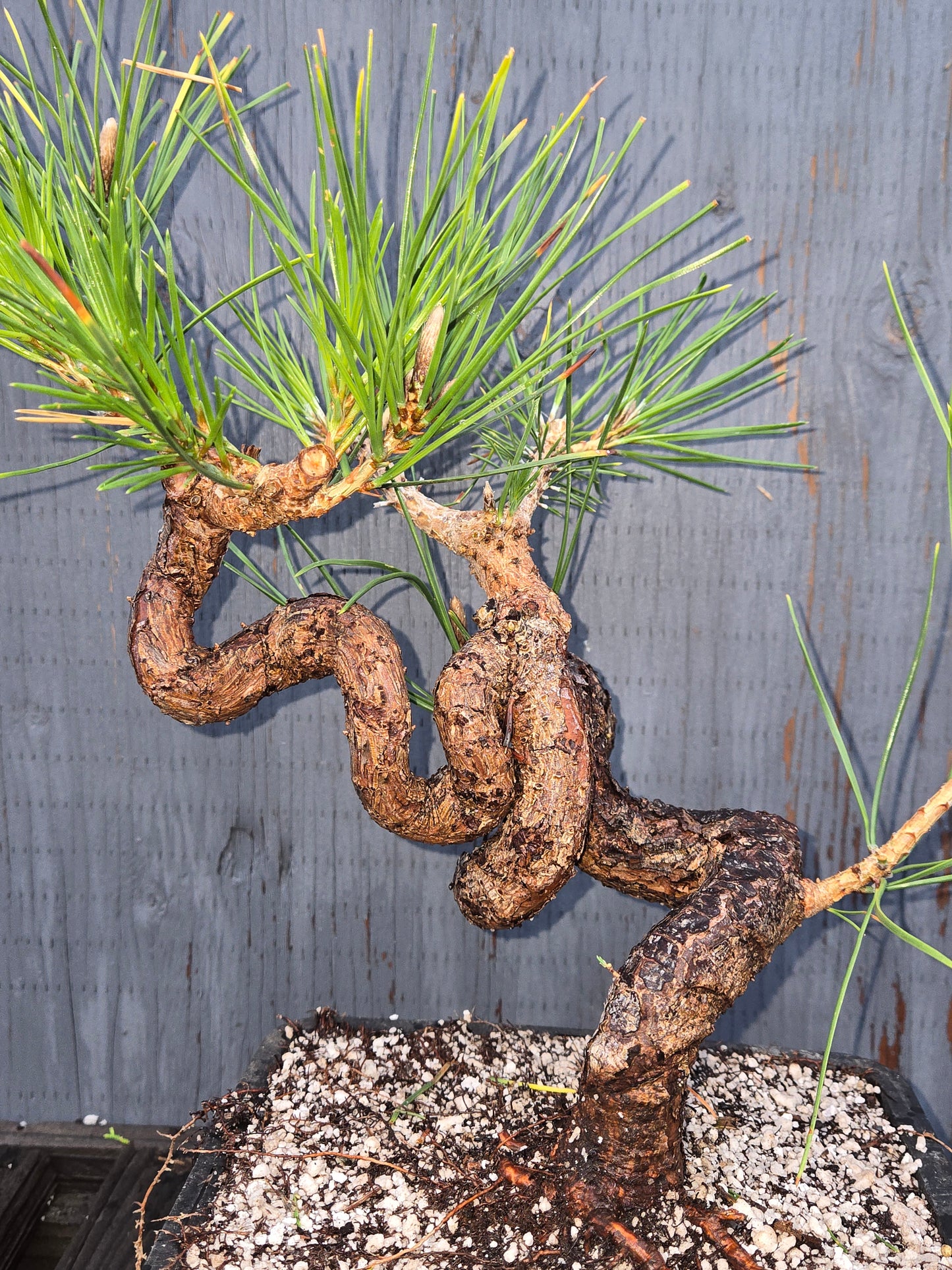 Japanese Black Pine 'Mikawa' JBP1