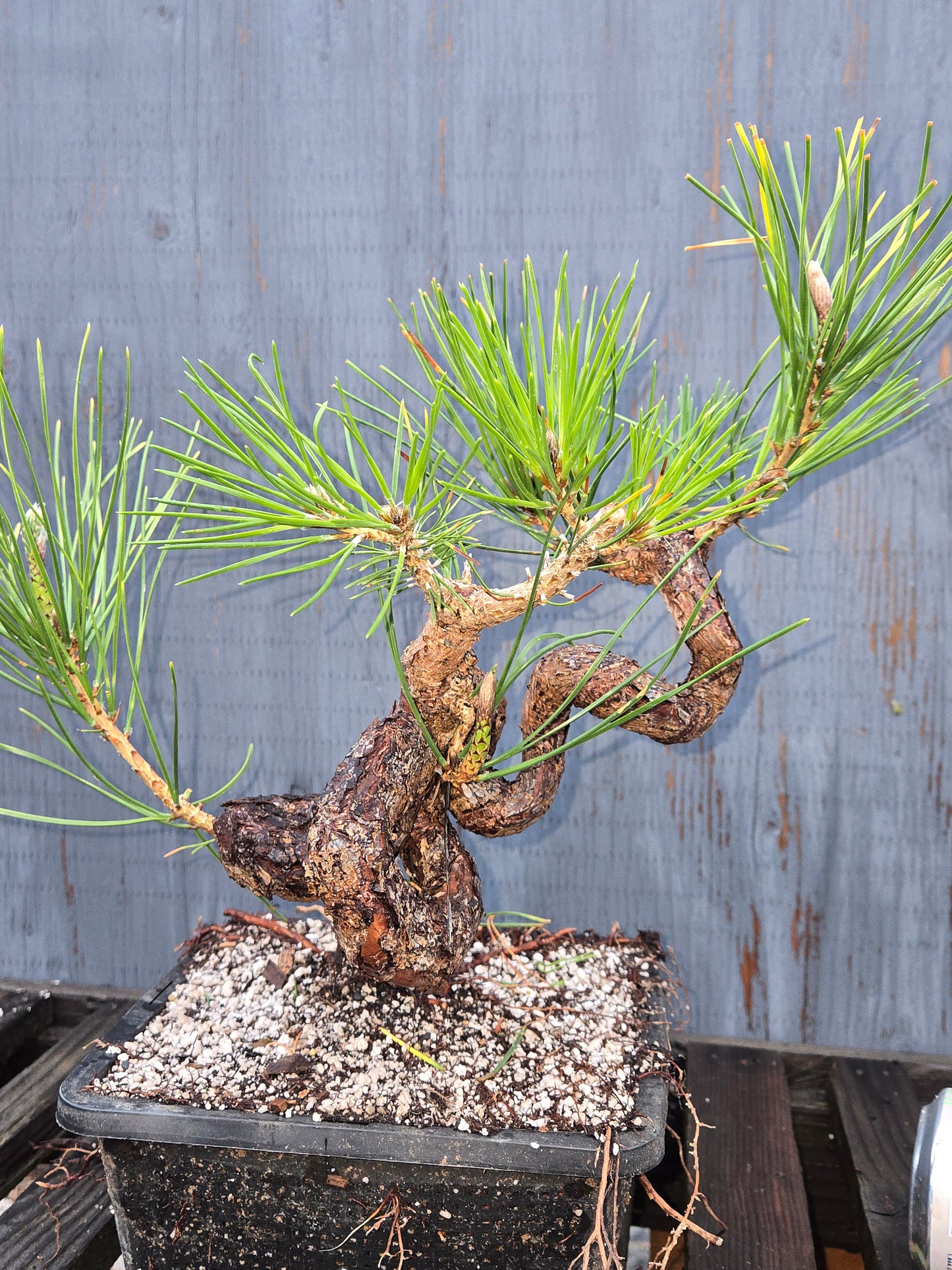 Japanese Black Pine 'Mikawa' JBP1