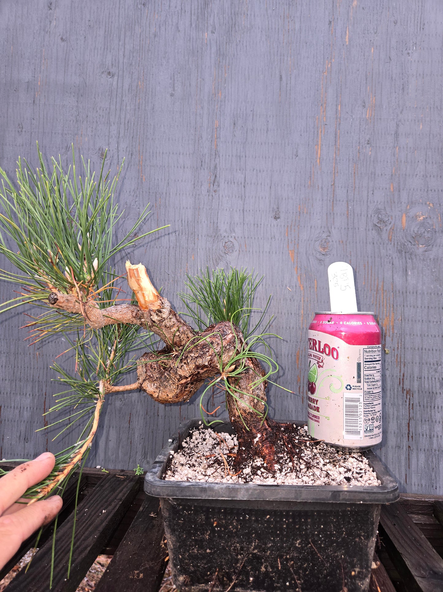 Japanese Black Pine 'Mikawa' JBP5