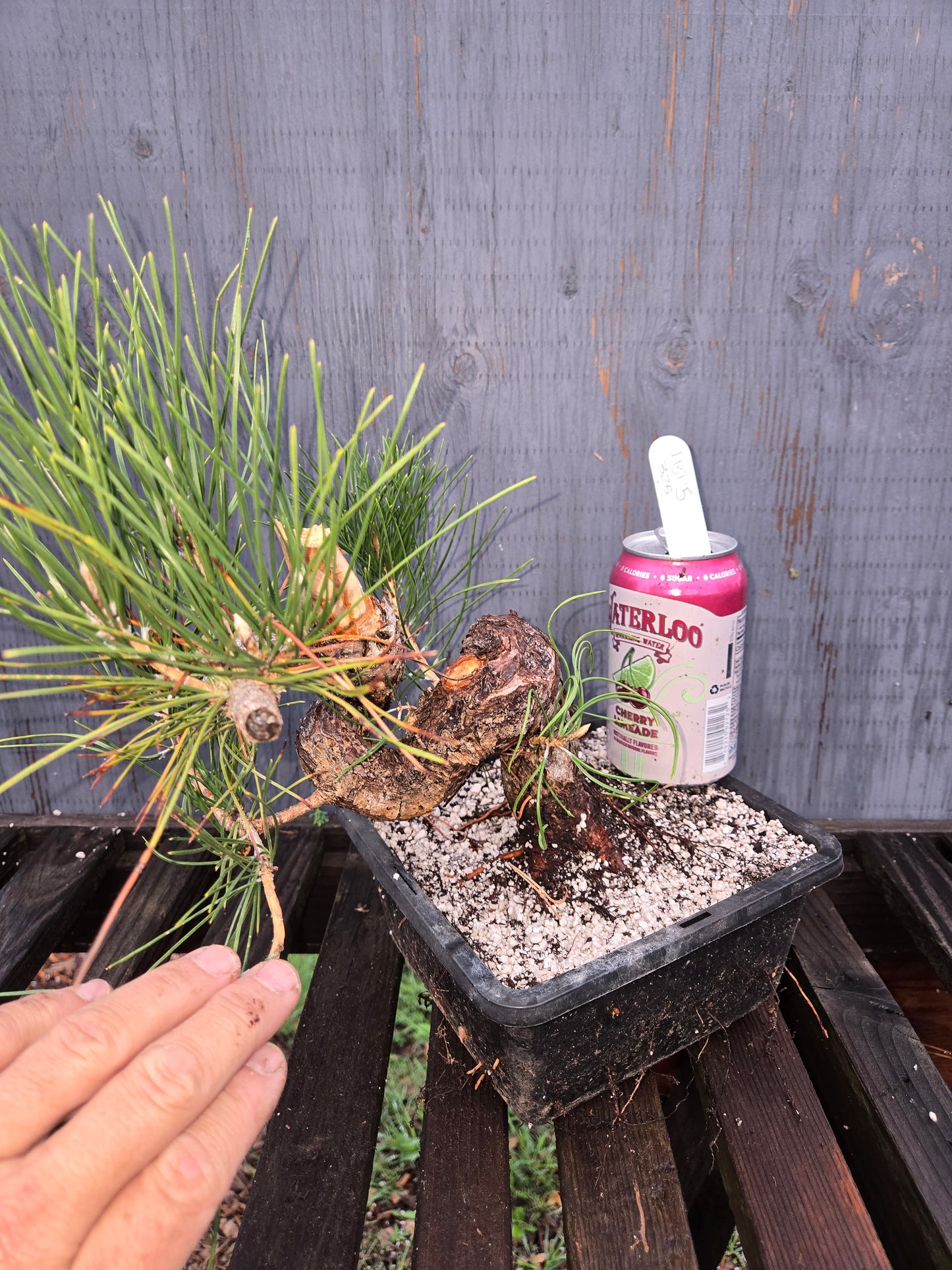 Japanese Black Pine 'Mikawa' JBP5