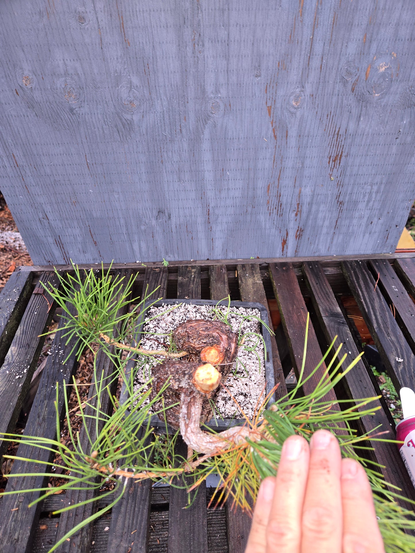 Japanese Black Pine 'Mikawa' JBP5