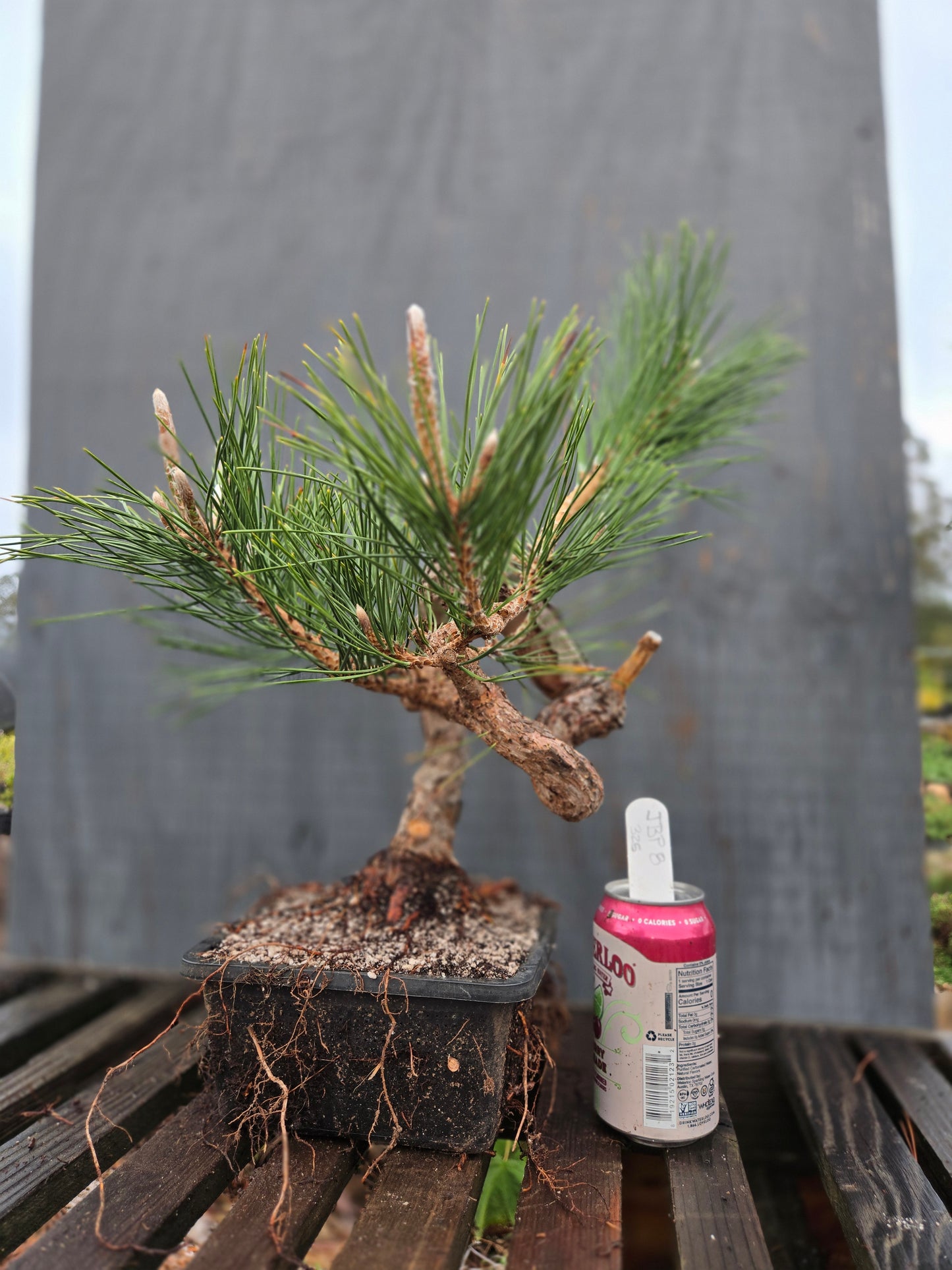 Japanese Black Pine 'Mikawa' JBP8