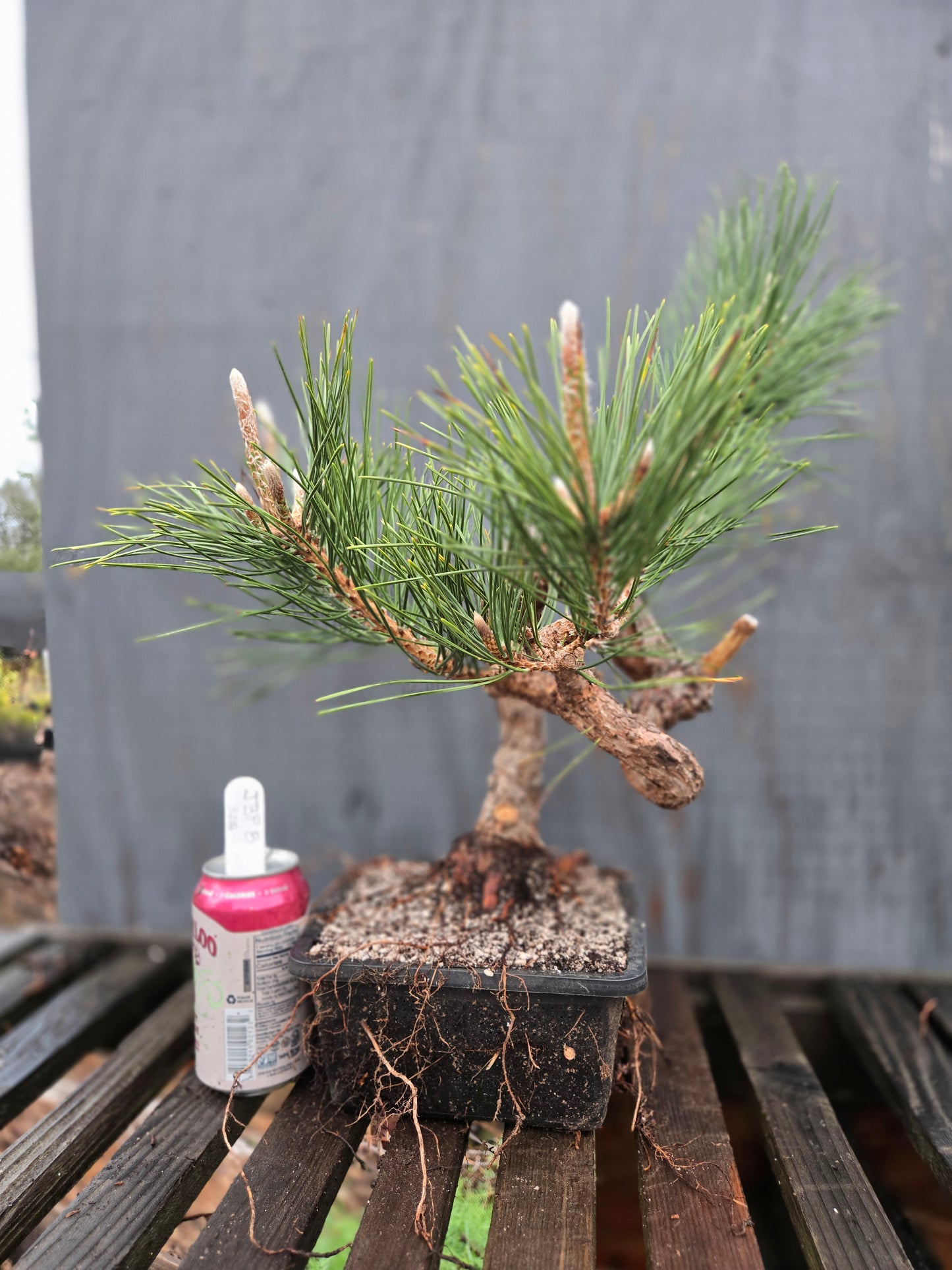 Japanese Black Pine 'Mikawa' JBP8