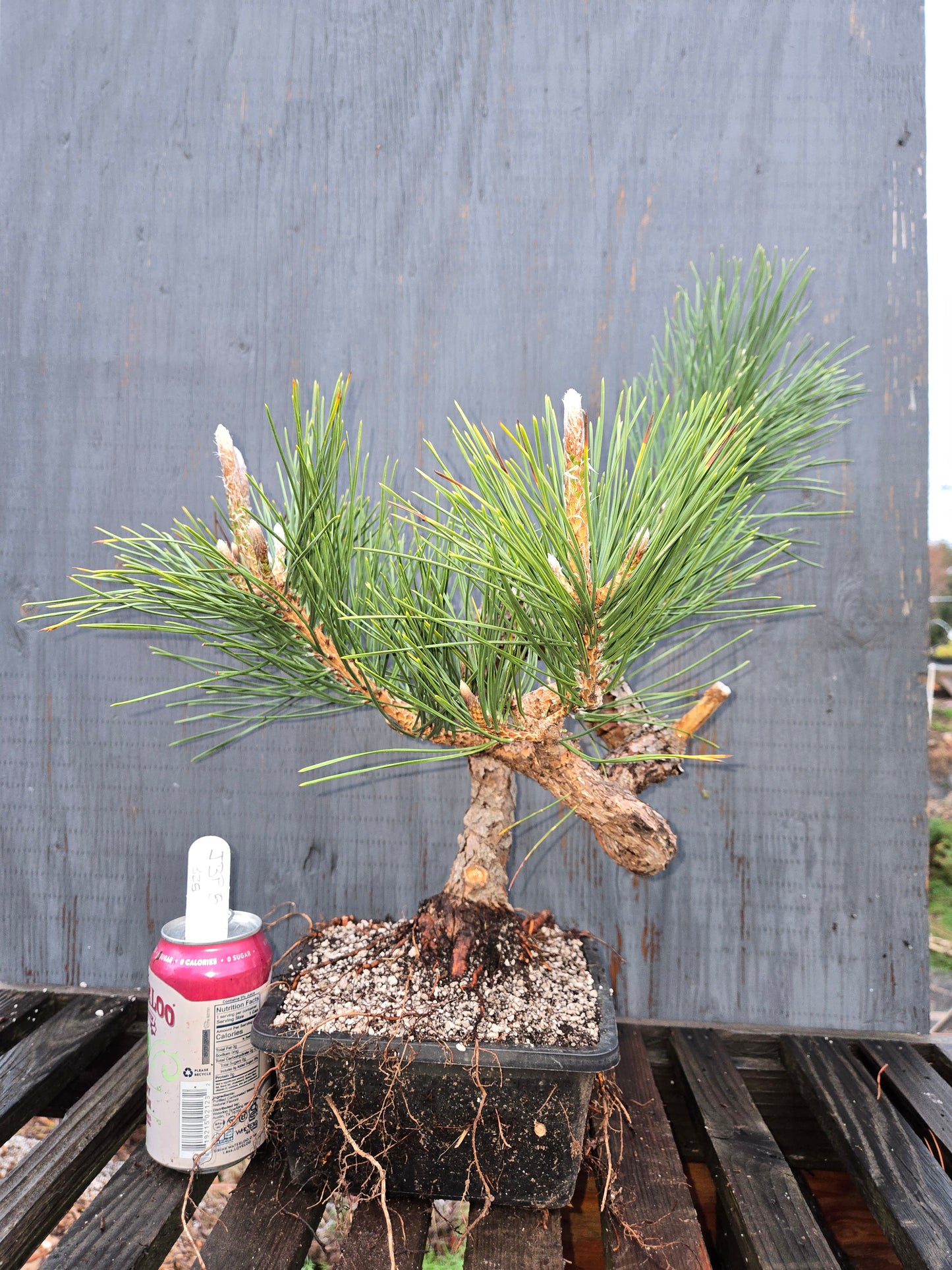 Japanese Black Pine 'Mikawa' JBP8