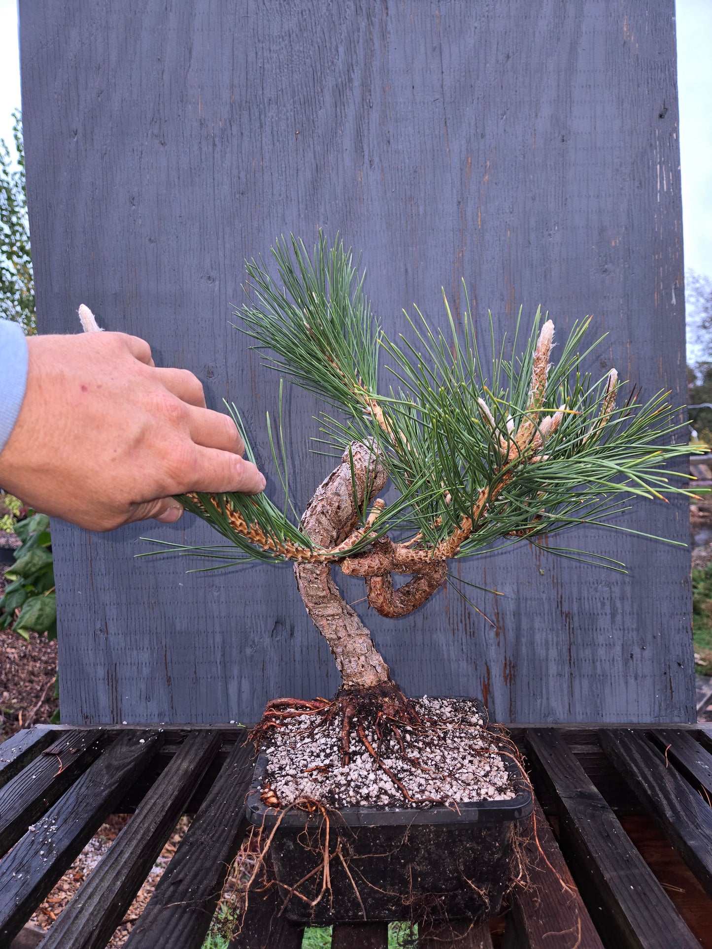 Japanese Black Pine 'Mikawa' JBP8