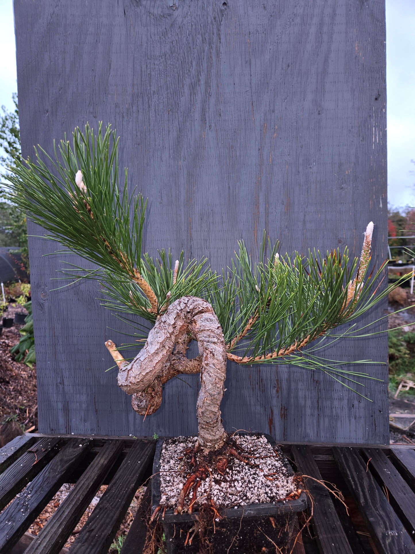 Japanese Black Pine 'Mikawa' JBP8
