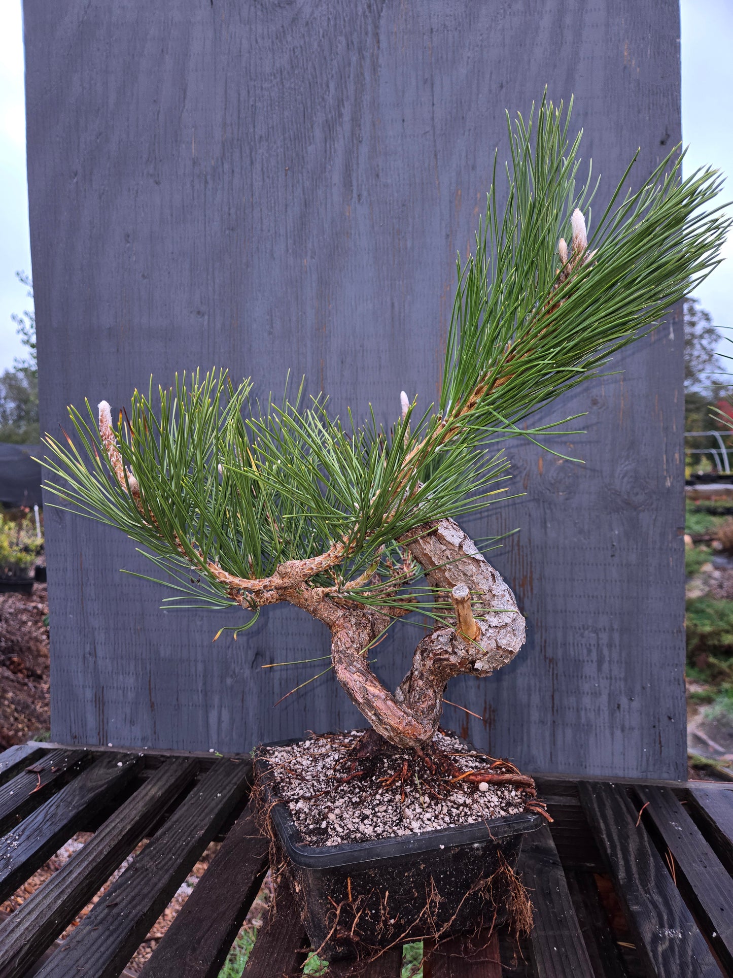 Japanese Black Pine 'Mikawa' JBP8