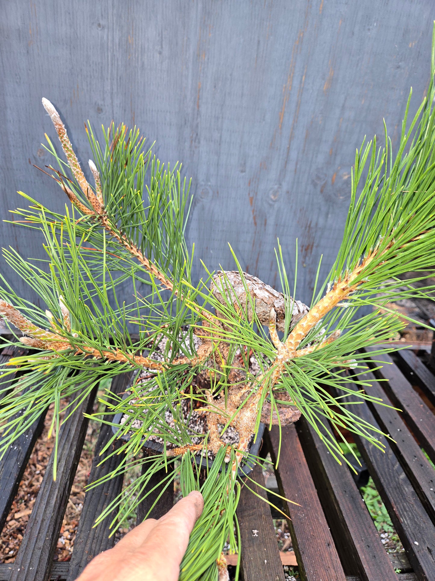 Japanese Black Pine 'Mikawa' JBP8