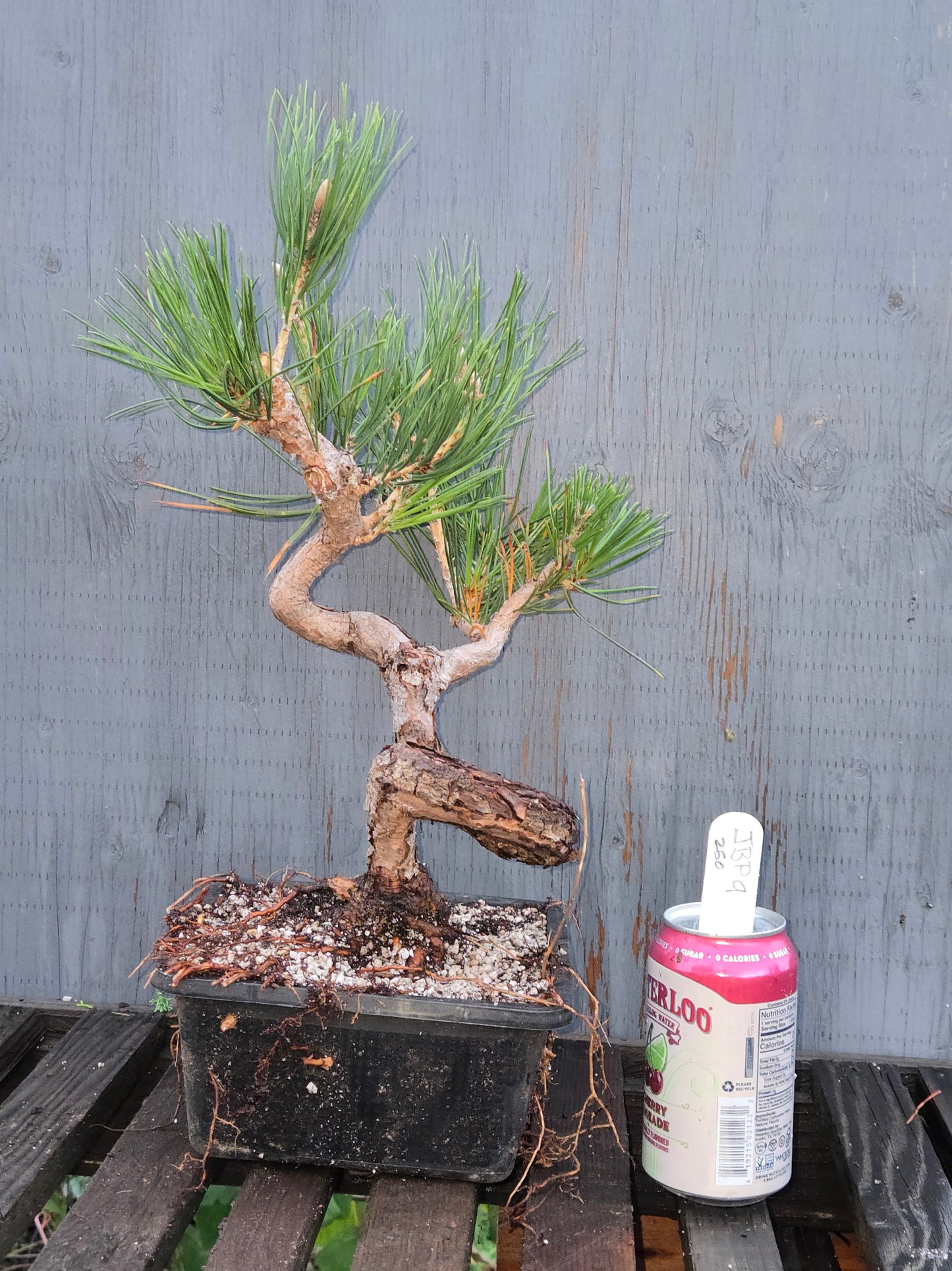 Japanese Black Pine 'Mikawa' JBP11