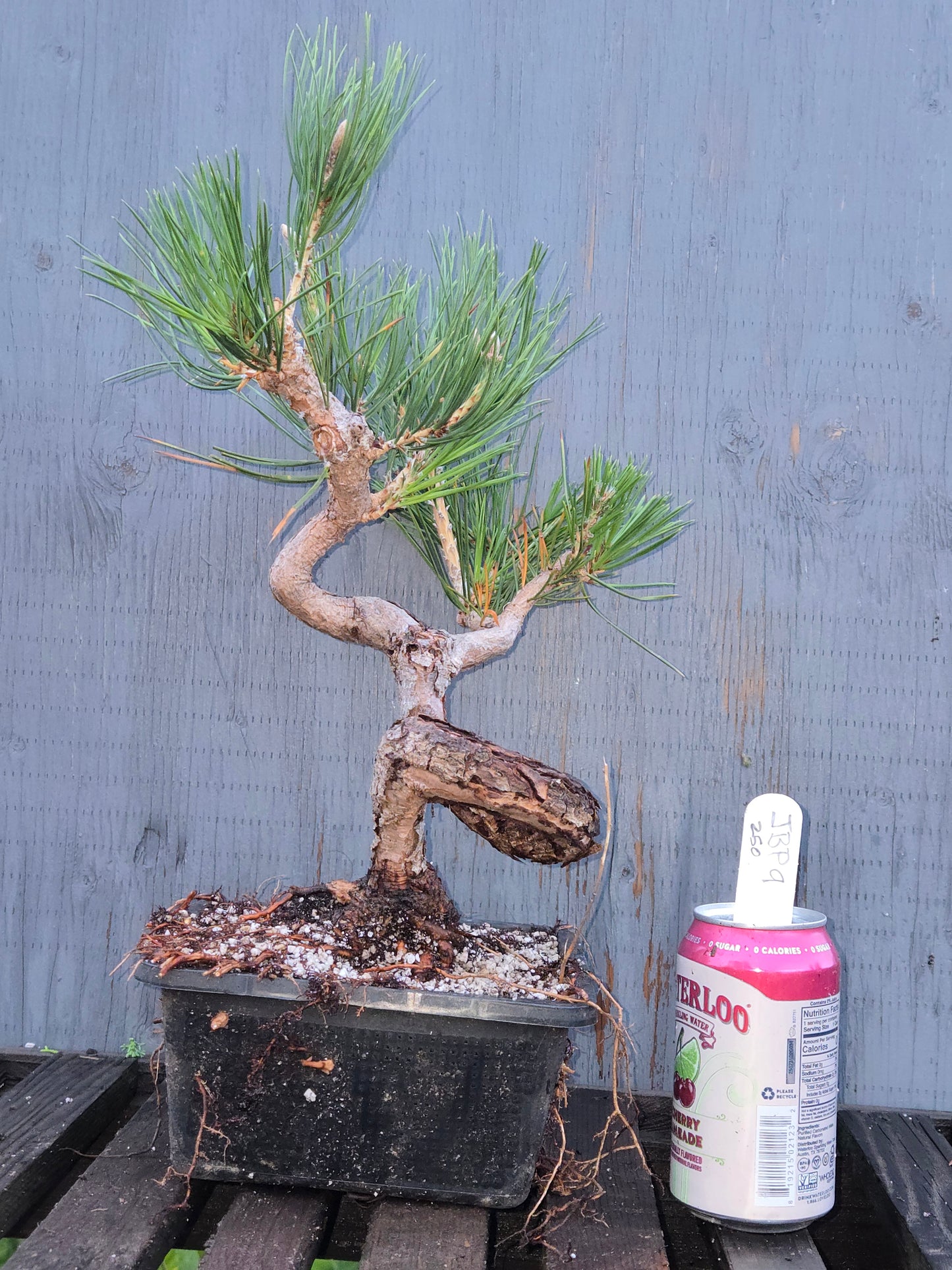 Japanese Black Pine 'Mikawa' JBP11