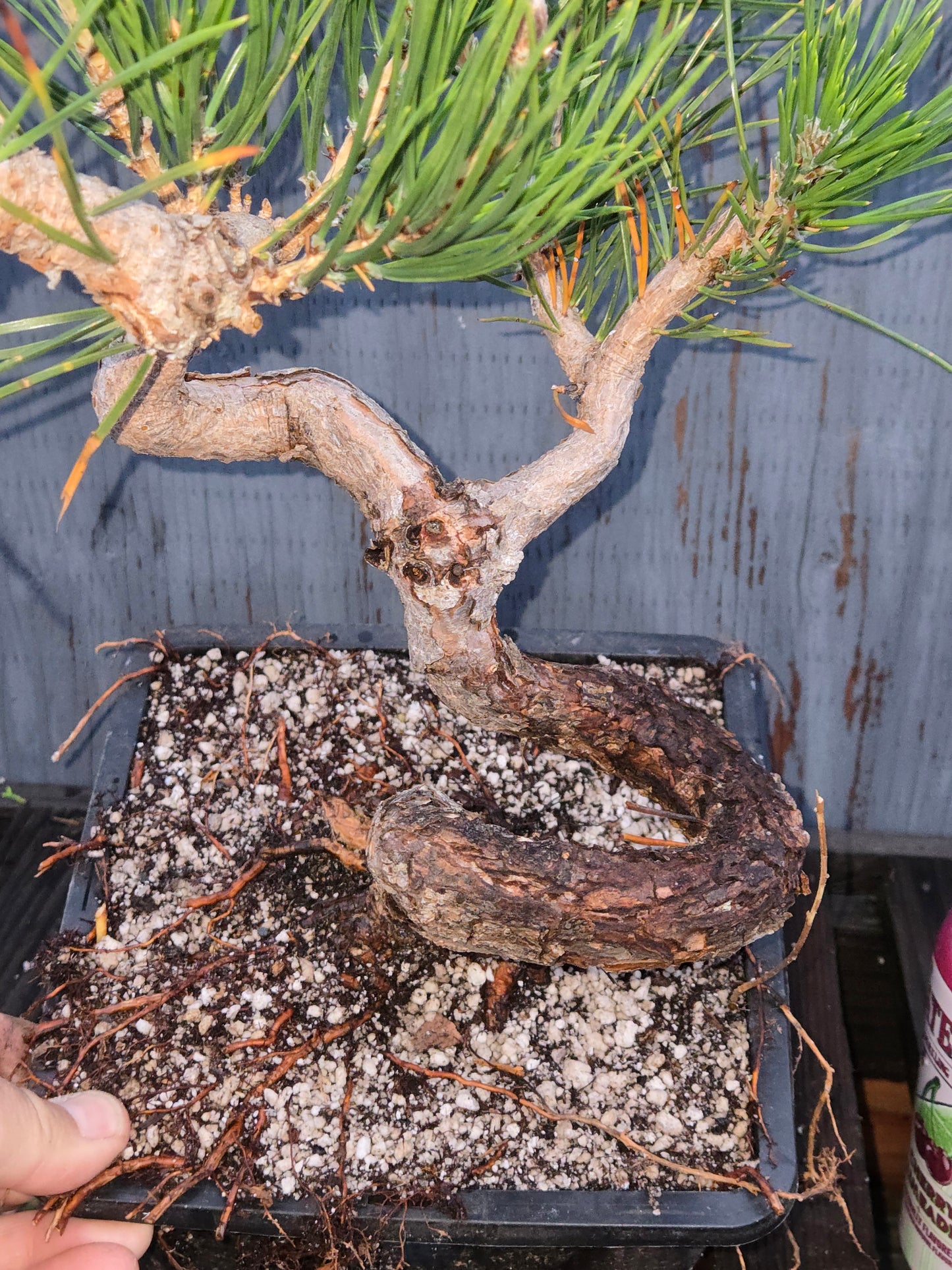 Japanese Black Pine 'Mikawa' JBP11