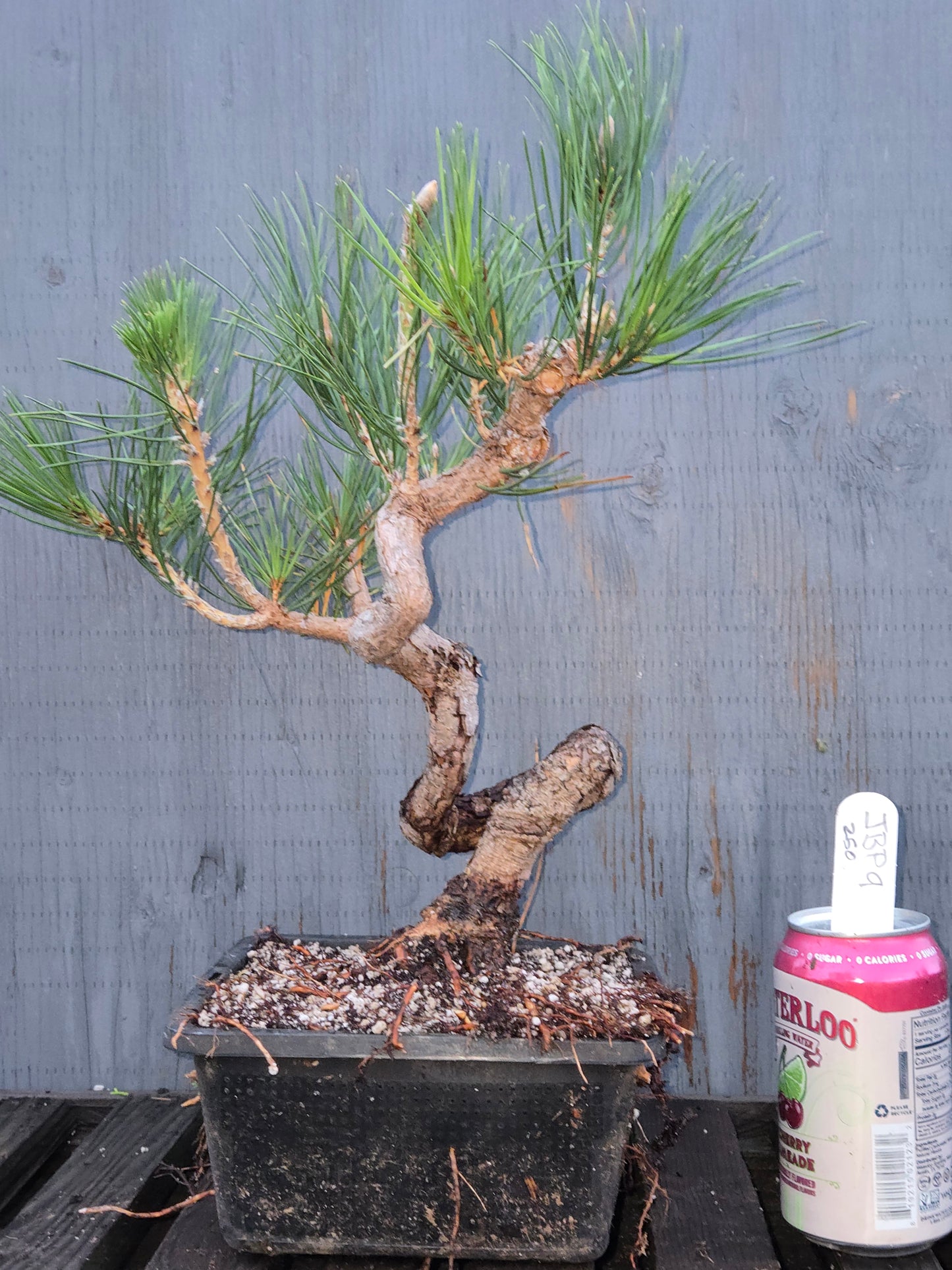 Japanese Black Pine 'Mikawa' JBP11