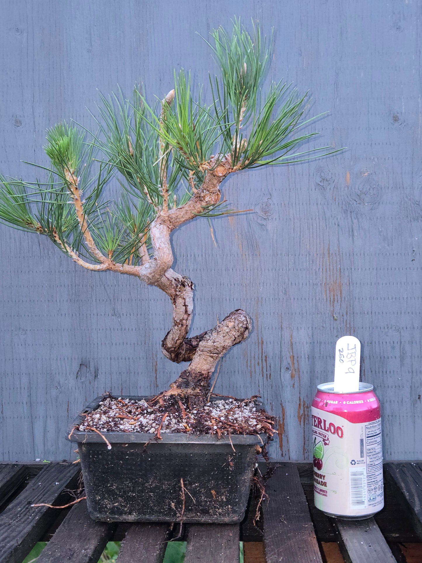 Japanese Black Pine 'Mikawa' JBP11