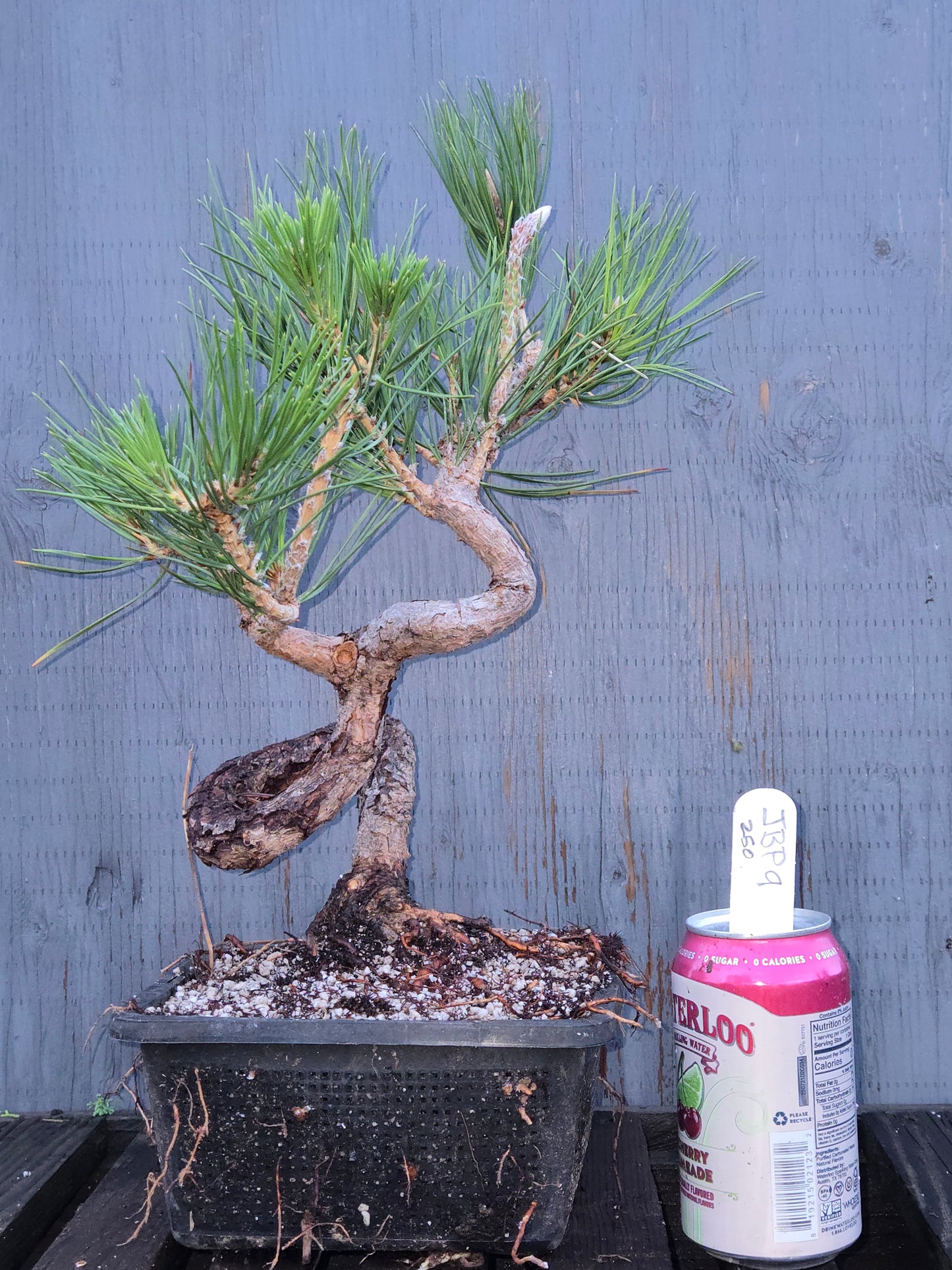 Japanese Black Pine 'Mikawa' JBP11