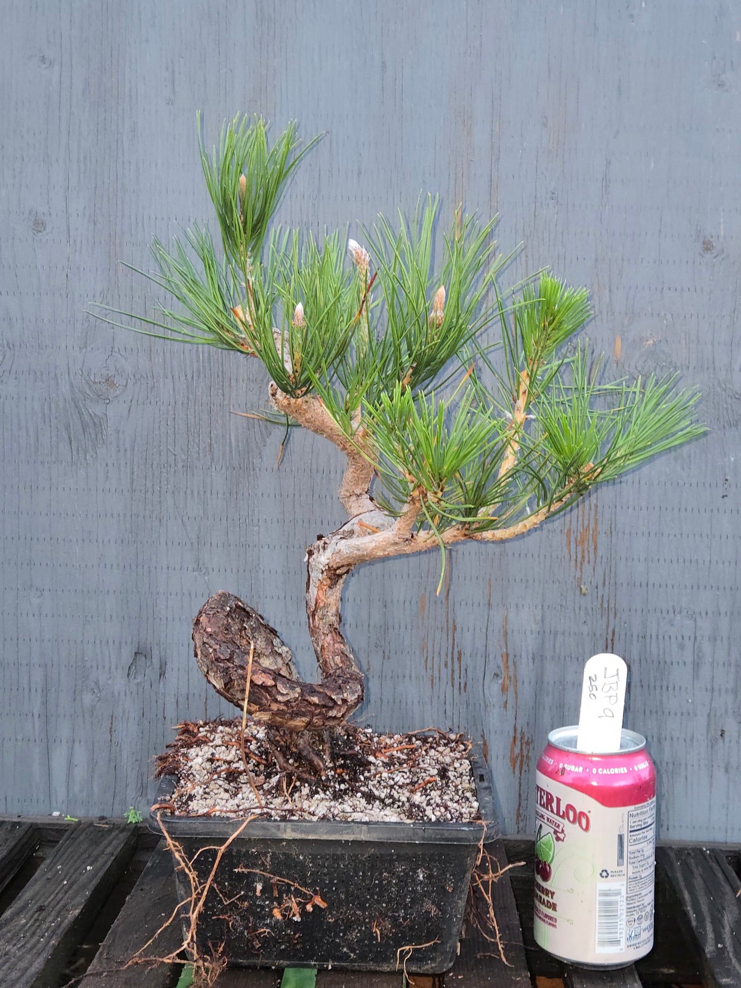 Japanese Black Pine 'Mikawa' JBP11
