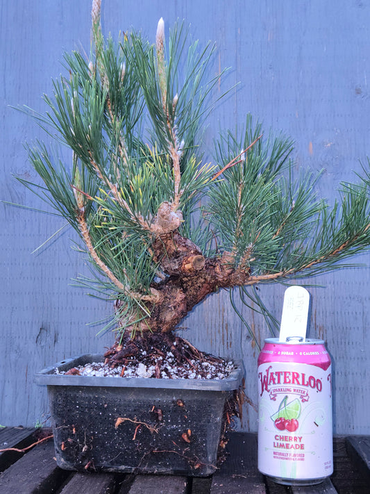 Japanese Black Pine 'Mikawa' JBP12