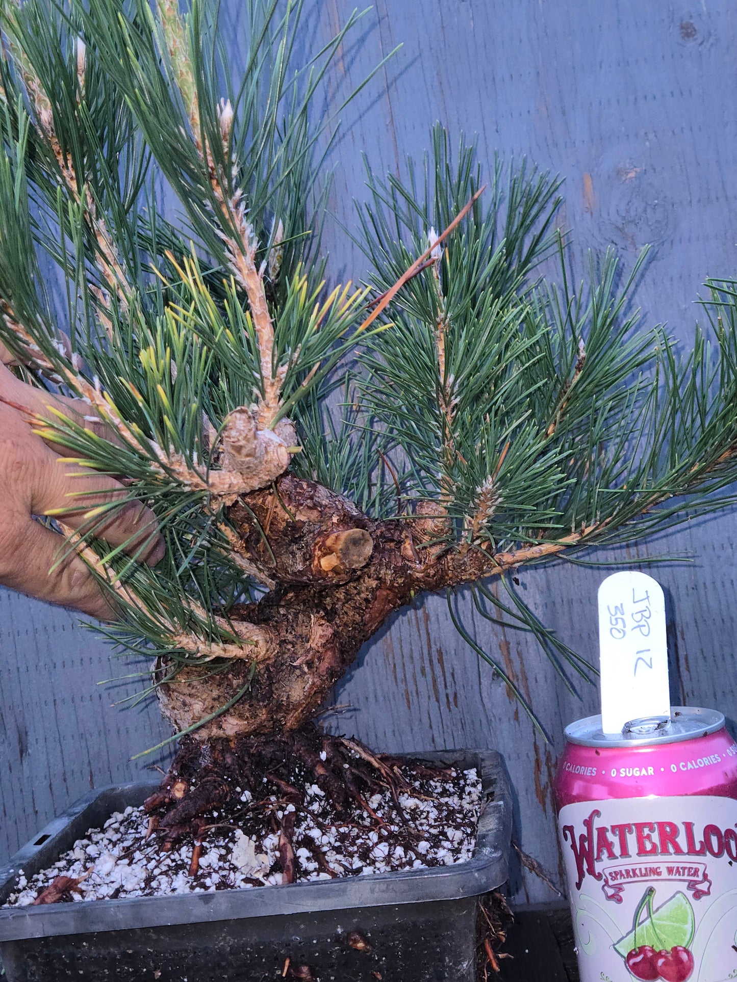 Japanese Black Pine 'Mikawa' JBP12